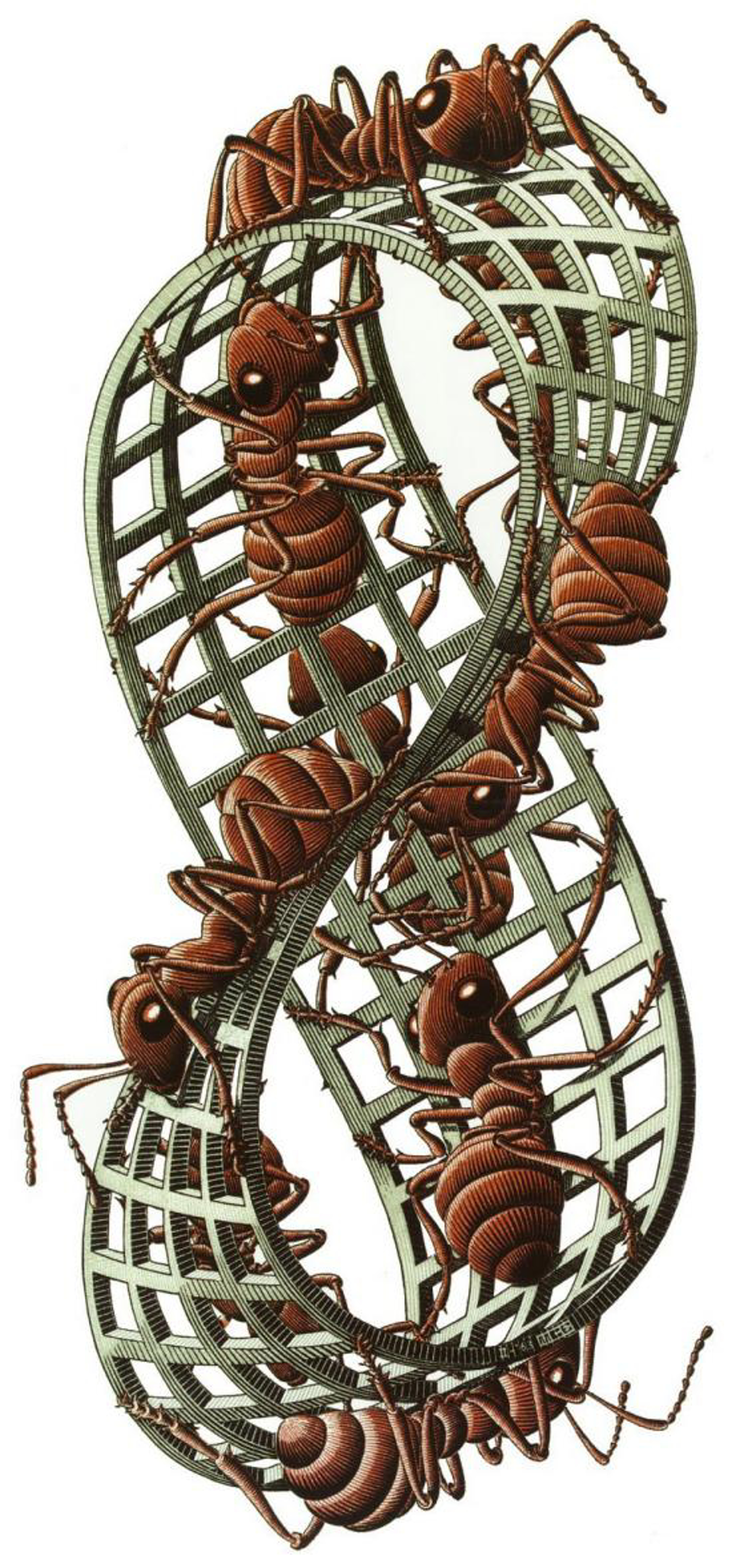 Mobius Strip II (Red Ants) by M.C. Escher