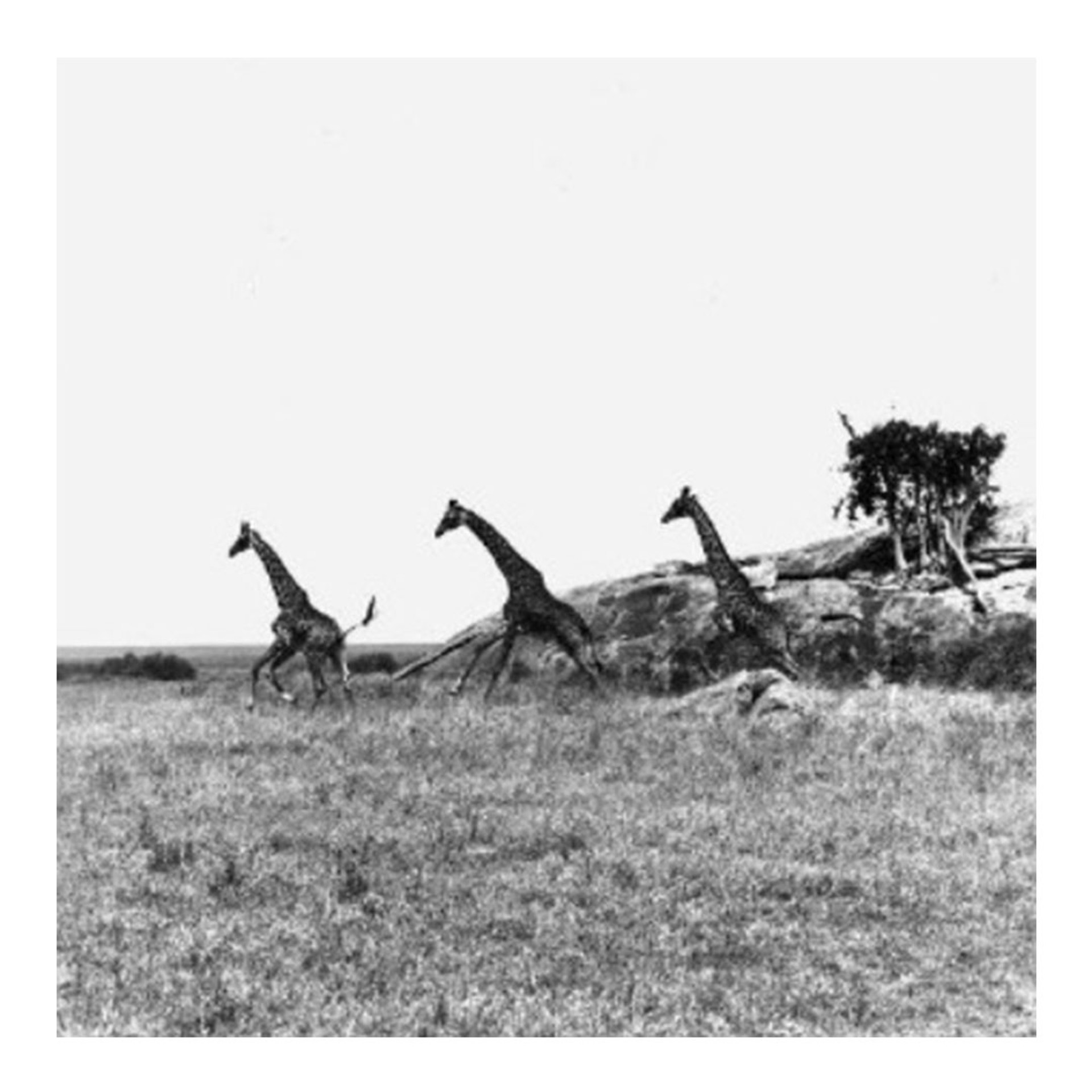 Giraffes (Tanzania) by Patrick Demarchelier