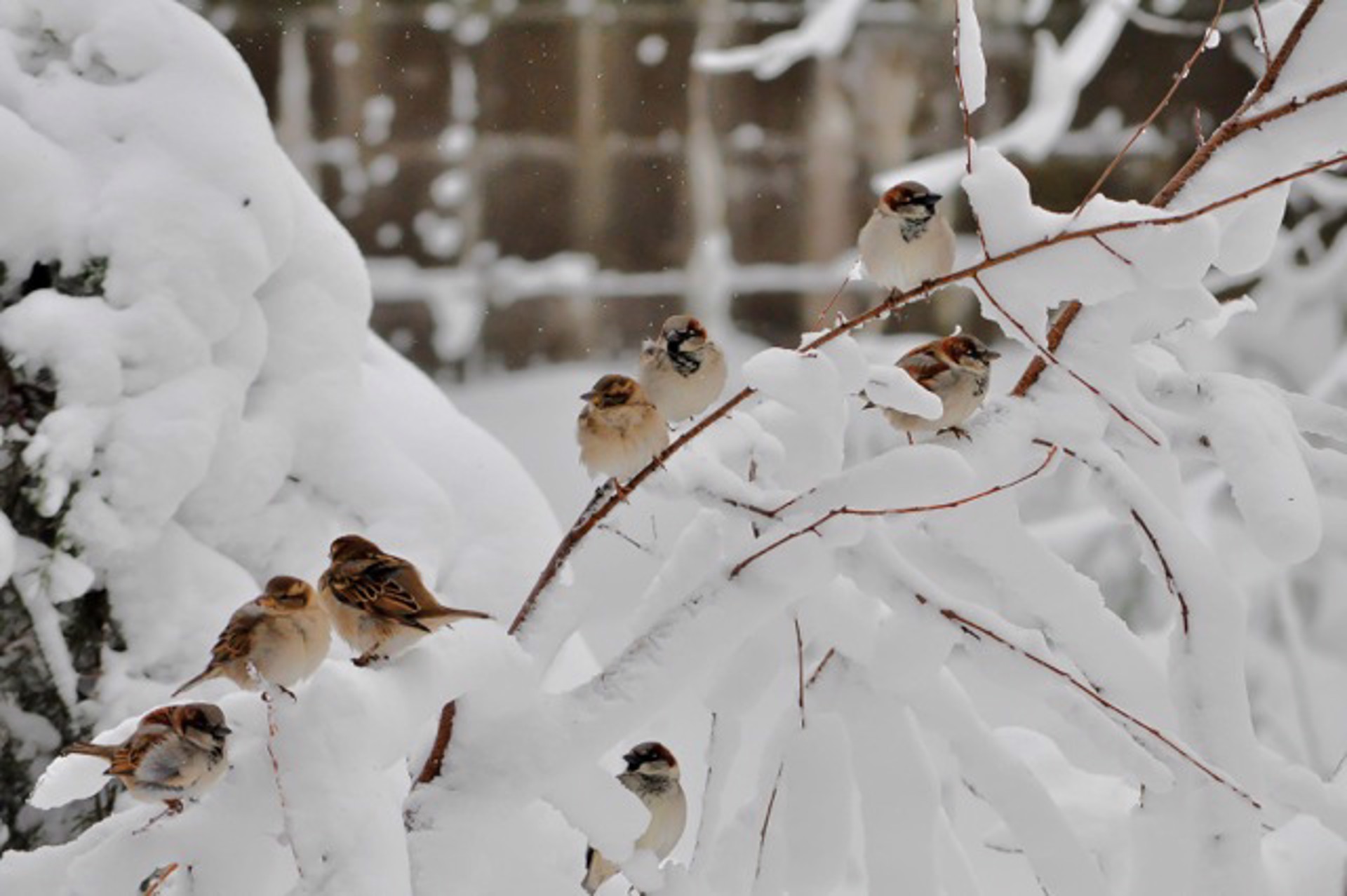 Sparrows In Snow by Susumu Kishihara