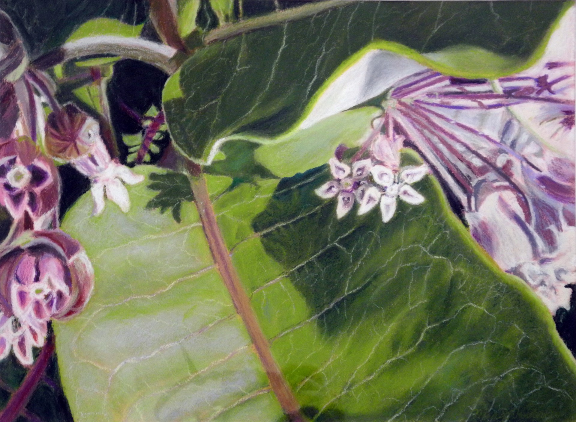 Milkweed Blossoms by Margo Vanderhill