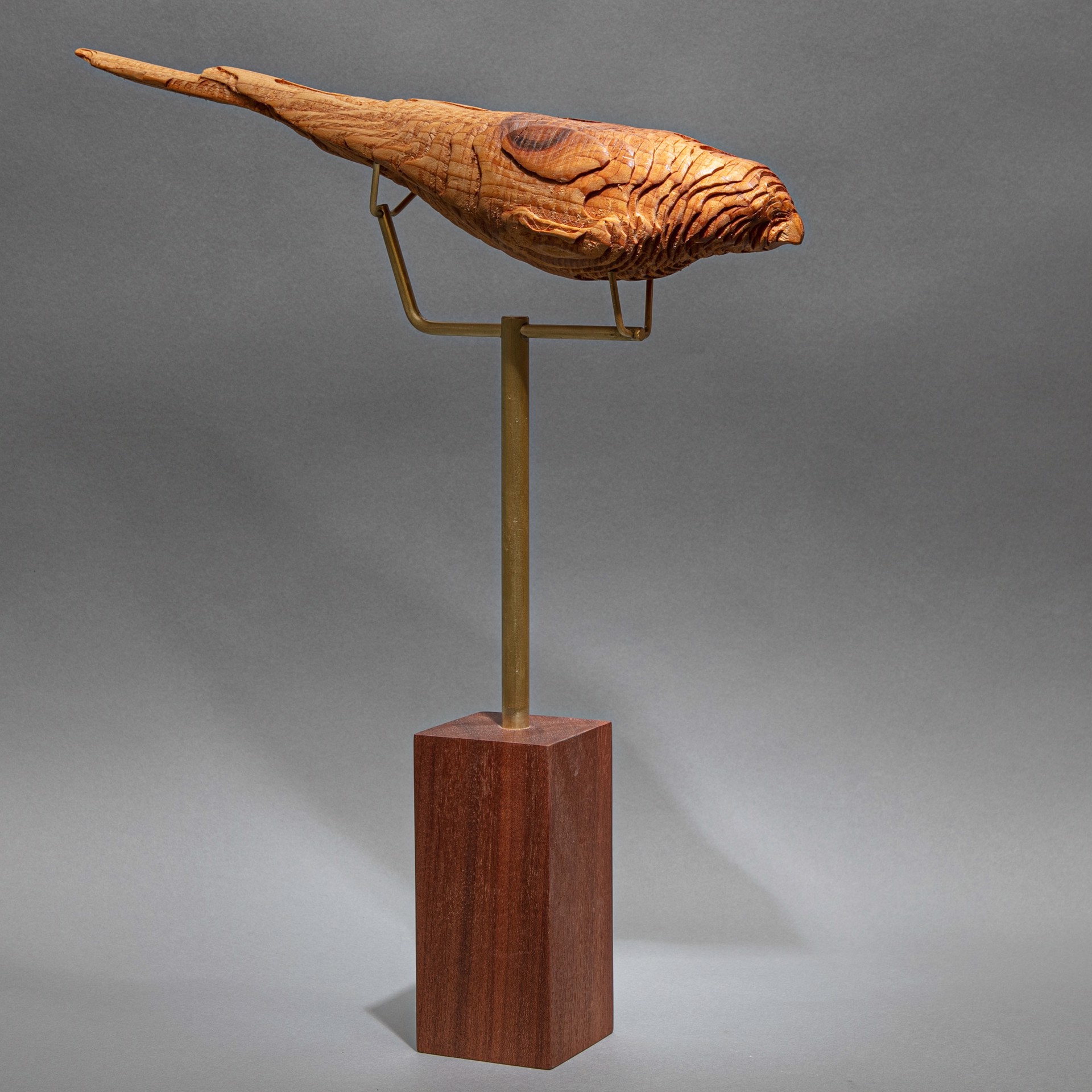 Specimen #33 - Kestrel by Dana Younger