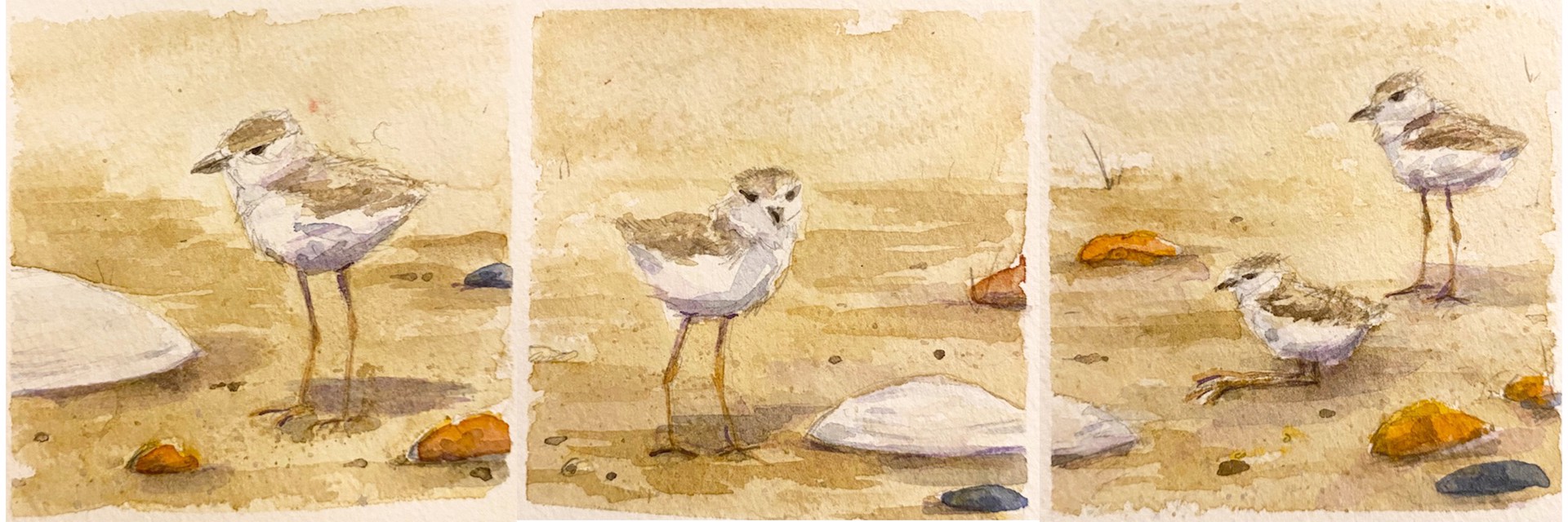 Shorebirds by Allison Charles