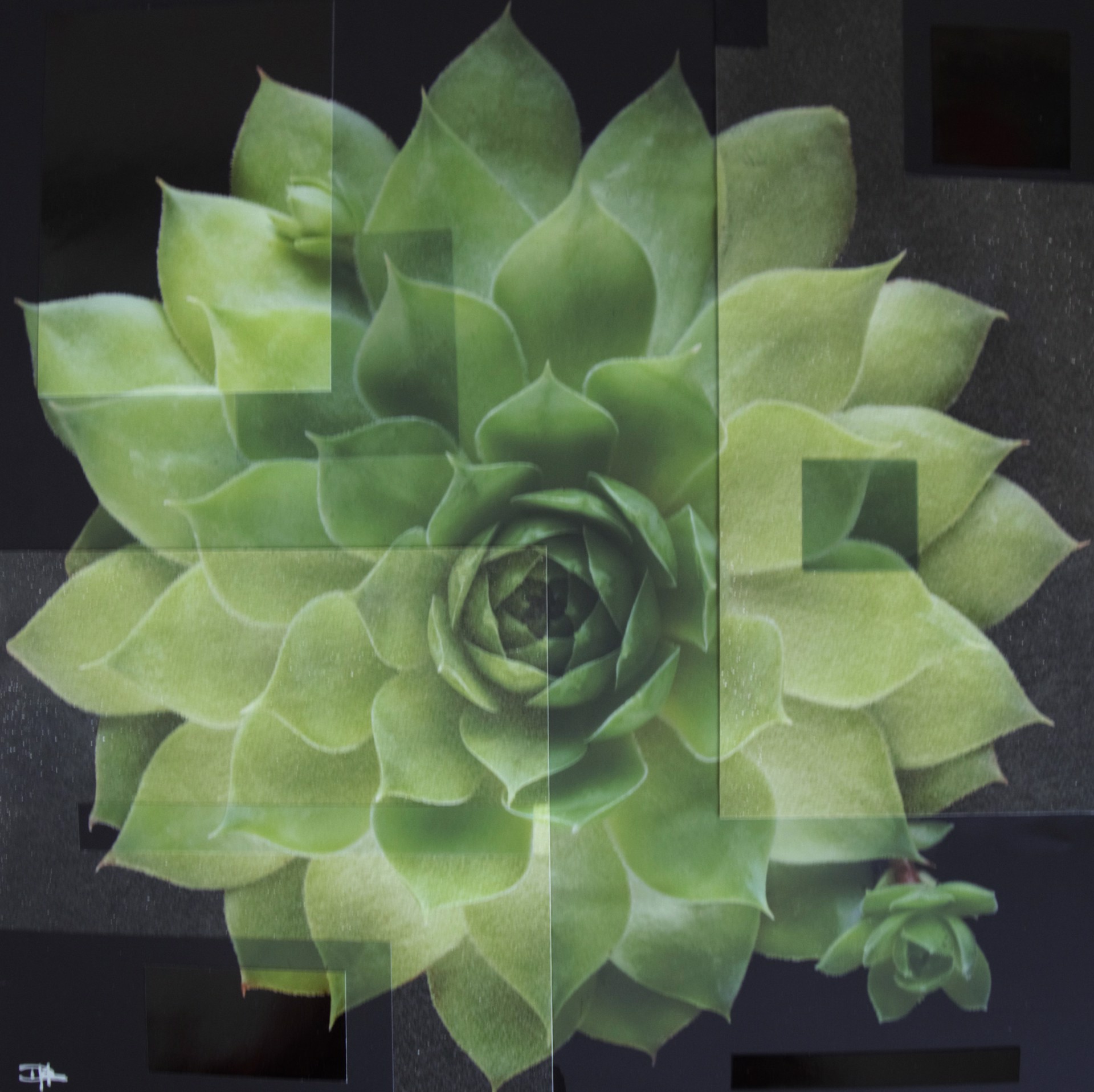 Gridded Green Succulent by David Humphreys