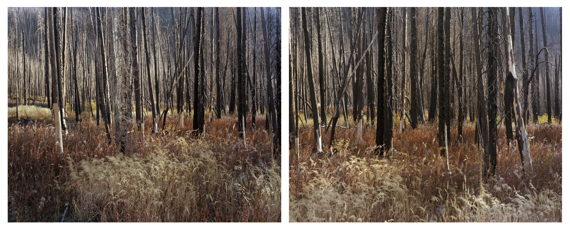 Early Fall, Wind in Grass (Diptych) by Laura McPhee