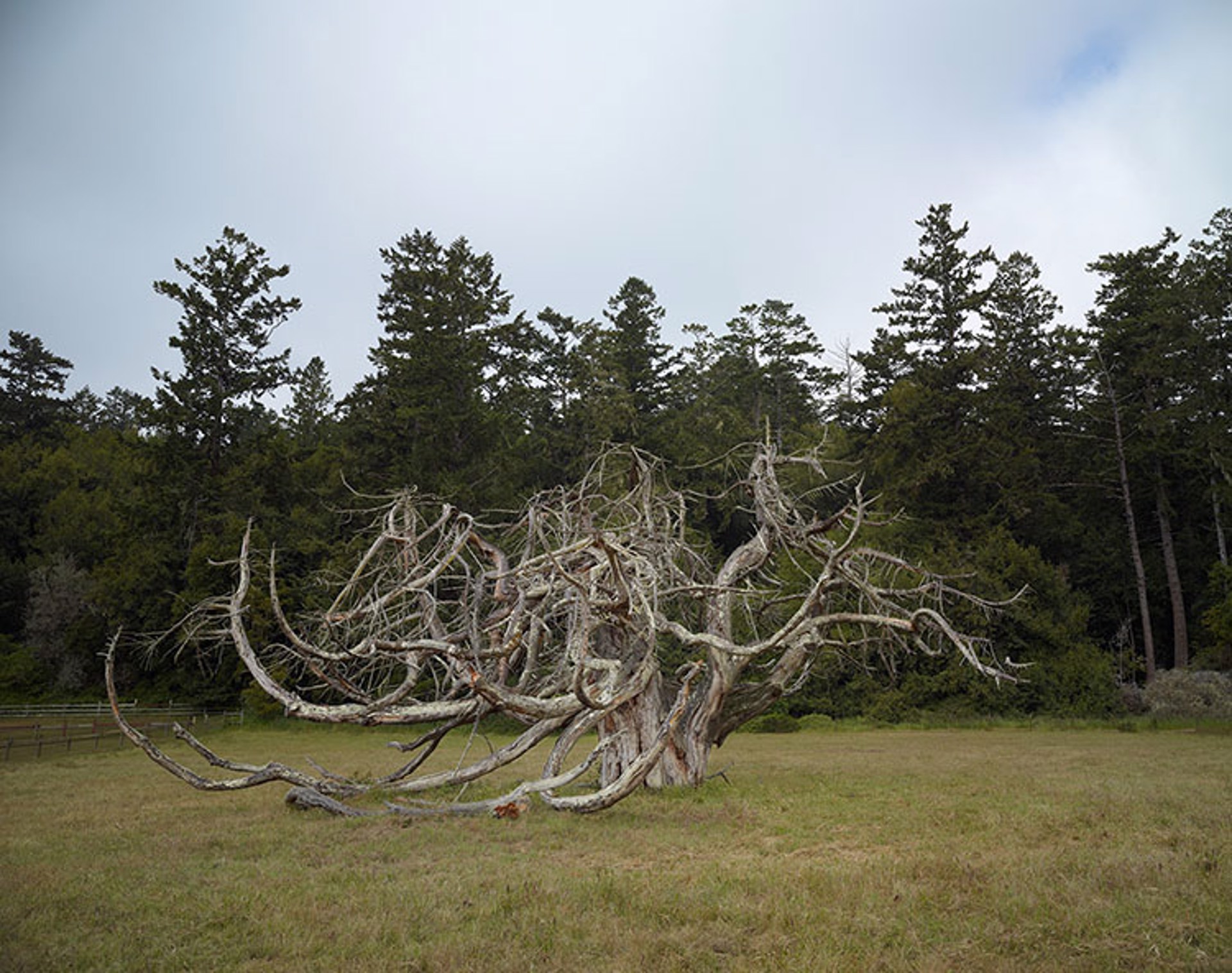 Dwarf Giant Sequoia by Markham Johnson