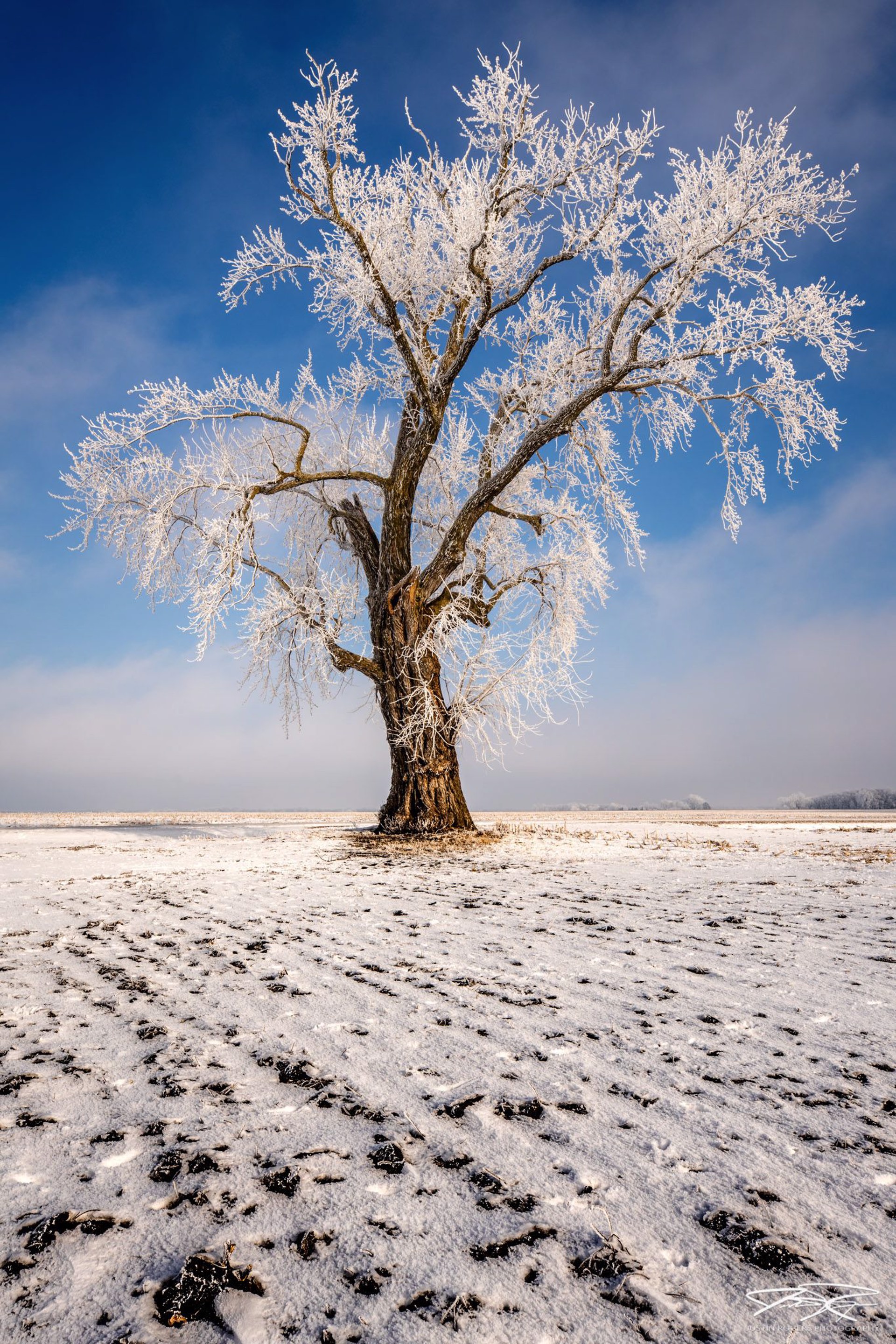 Hoarfrost Tree in Field by Justin Rogers