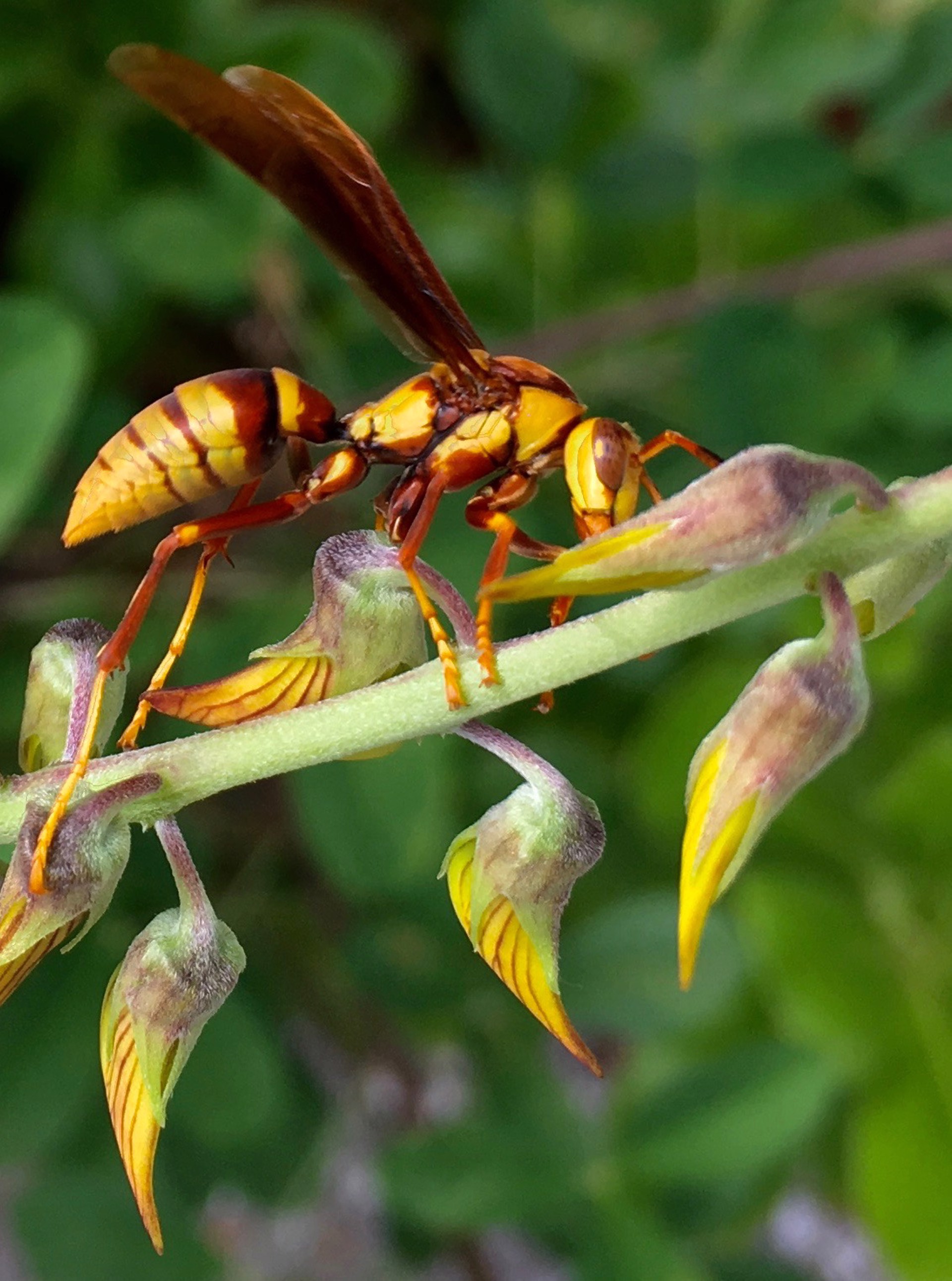 Paper Wasp (Polistes Versicolor) by Amy Kaslow