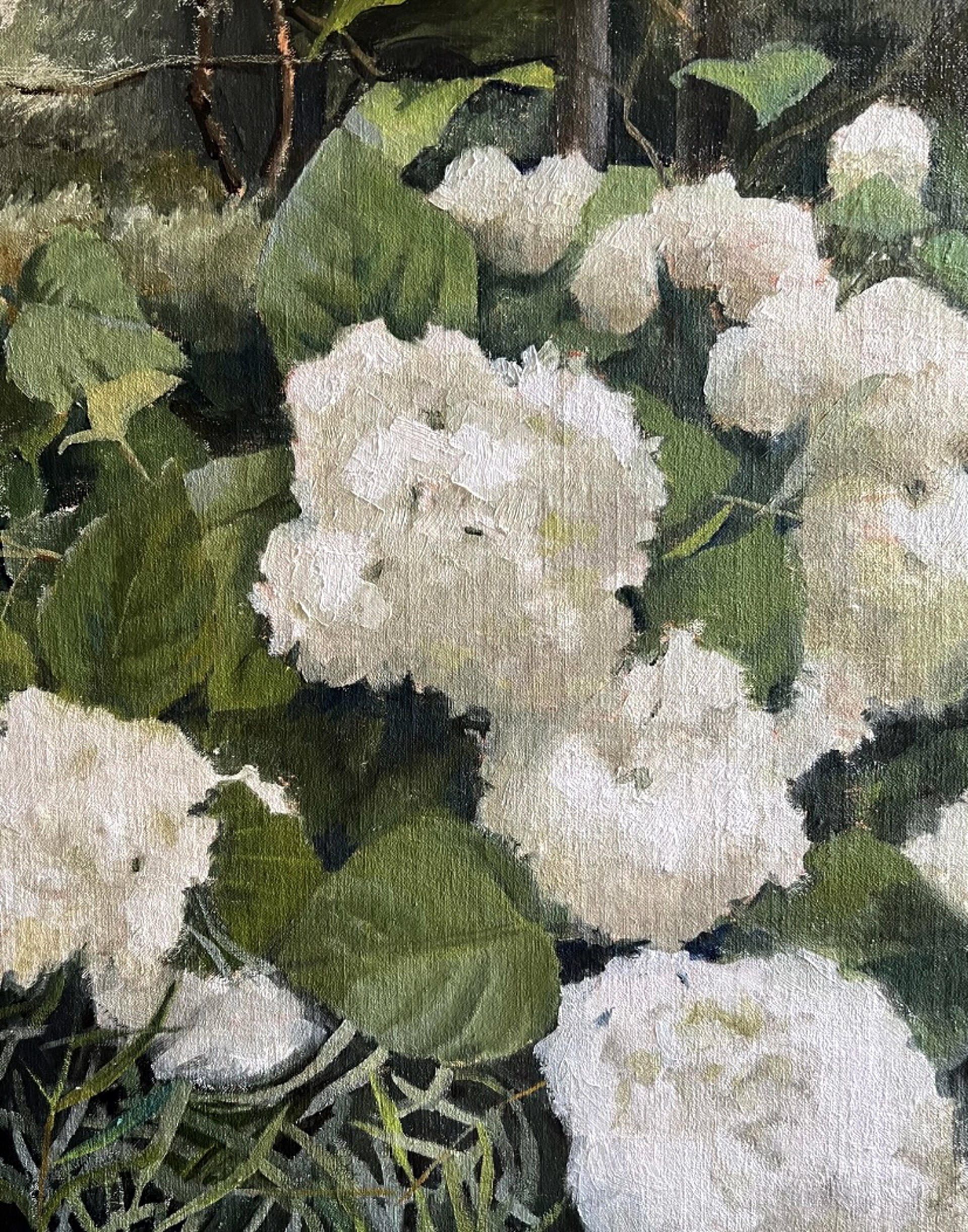 White Hydrangeas by Laura Murphey