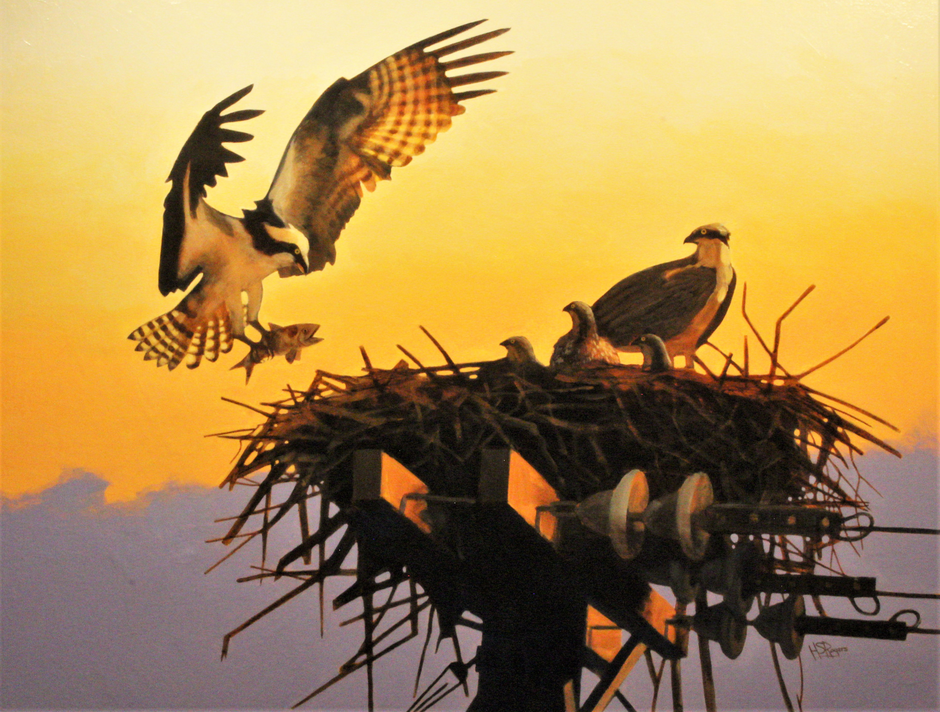 Ospreys by Steve Rogers