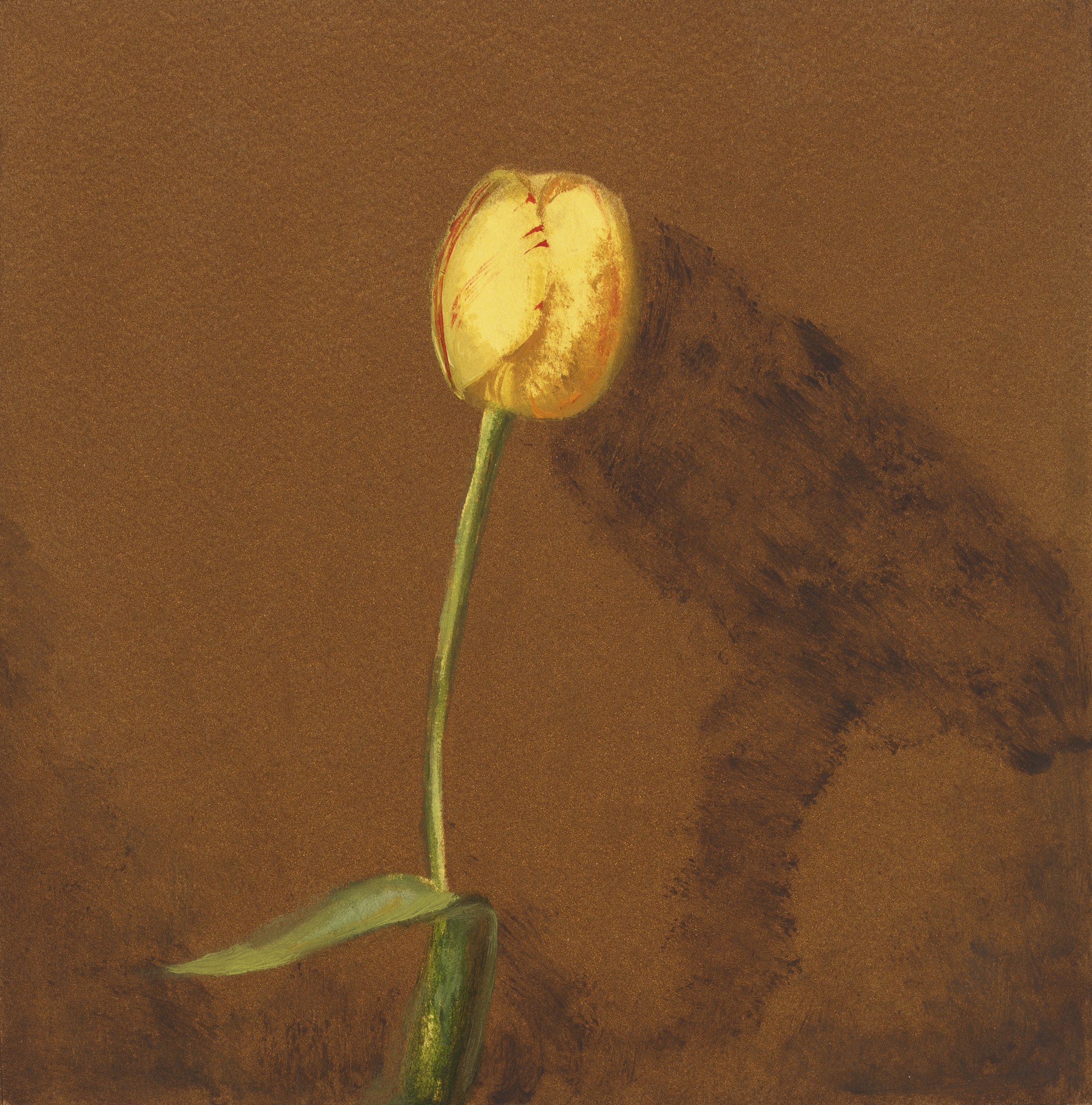 Golden Rembrandt Tulip by Carol Mothner