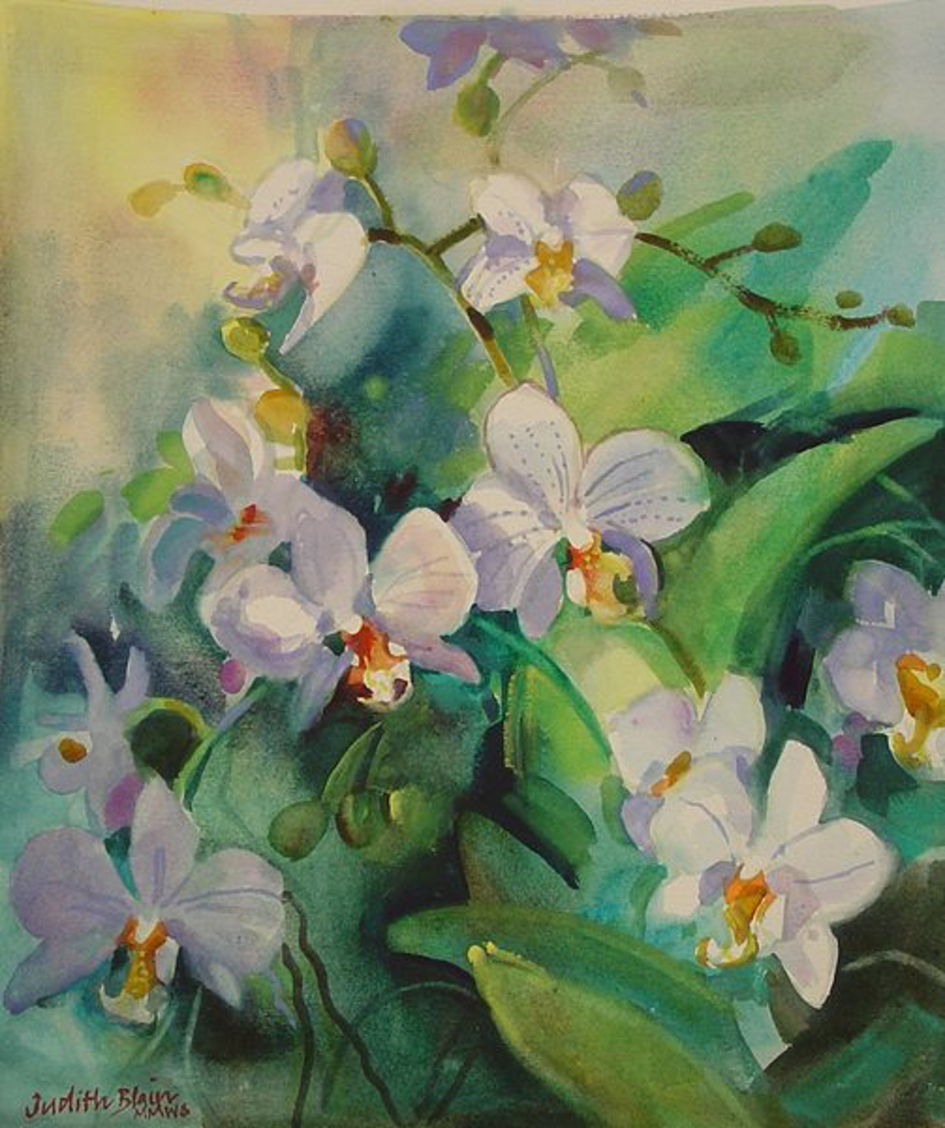 Orchid 2 by Judith Blain