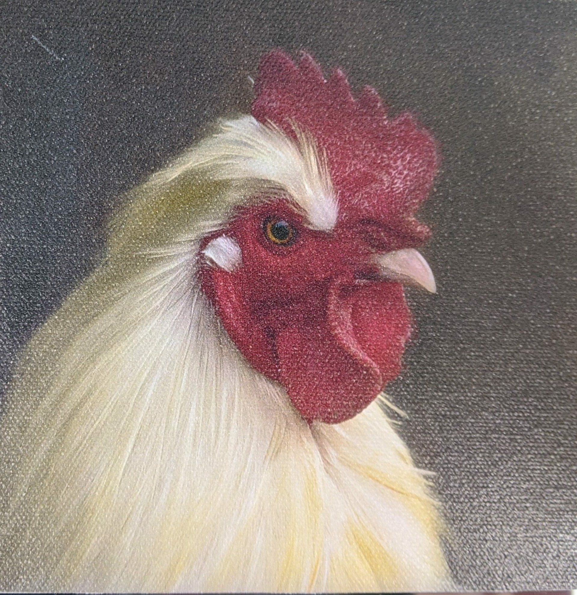 White Rooster Portrait by Archie Tucker