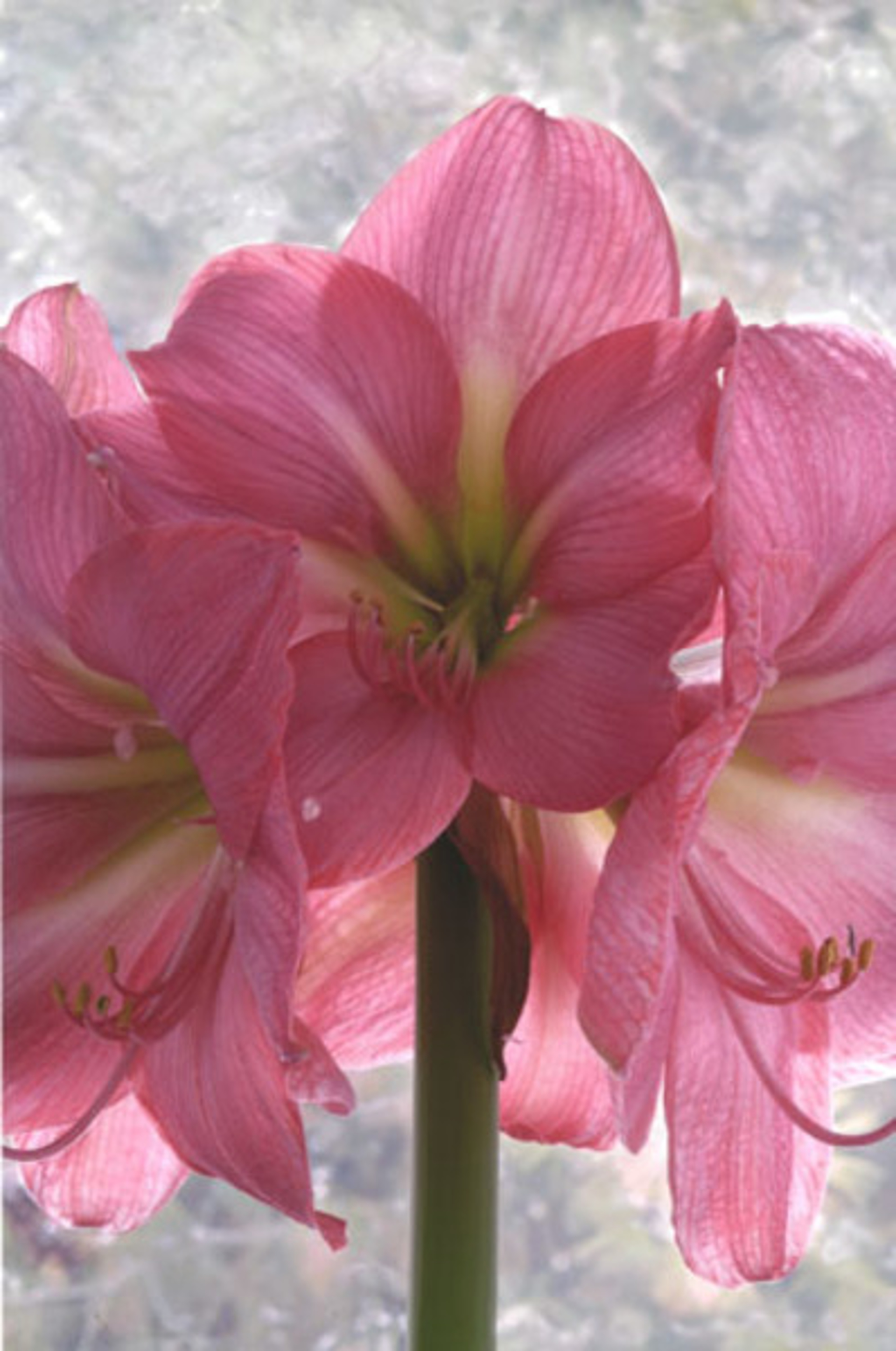 Amaryllis #15/05 by Murray Weiss