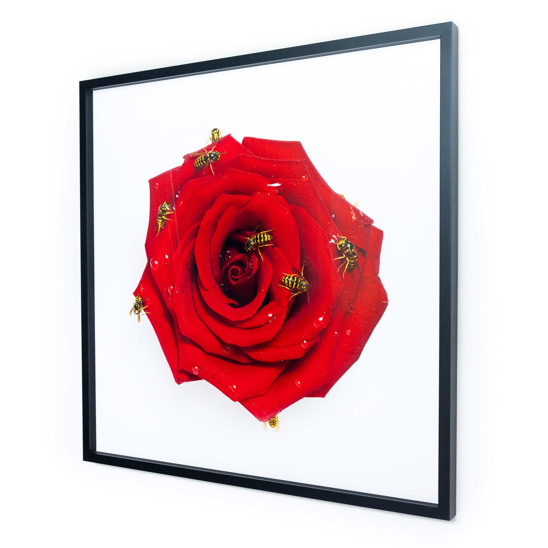 Red Rose by Sage Szkabarnicki-Stuart