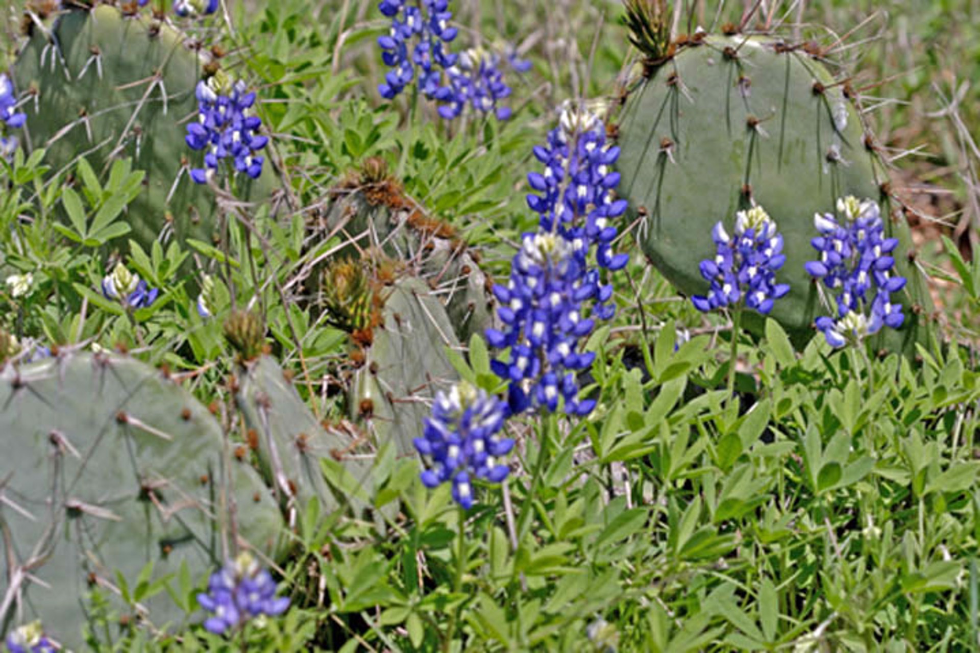 Spring Bluebonnets and Cactus by Rob Pitzer's Private Collection