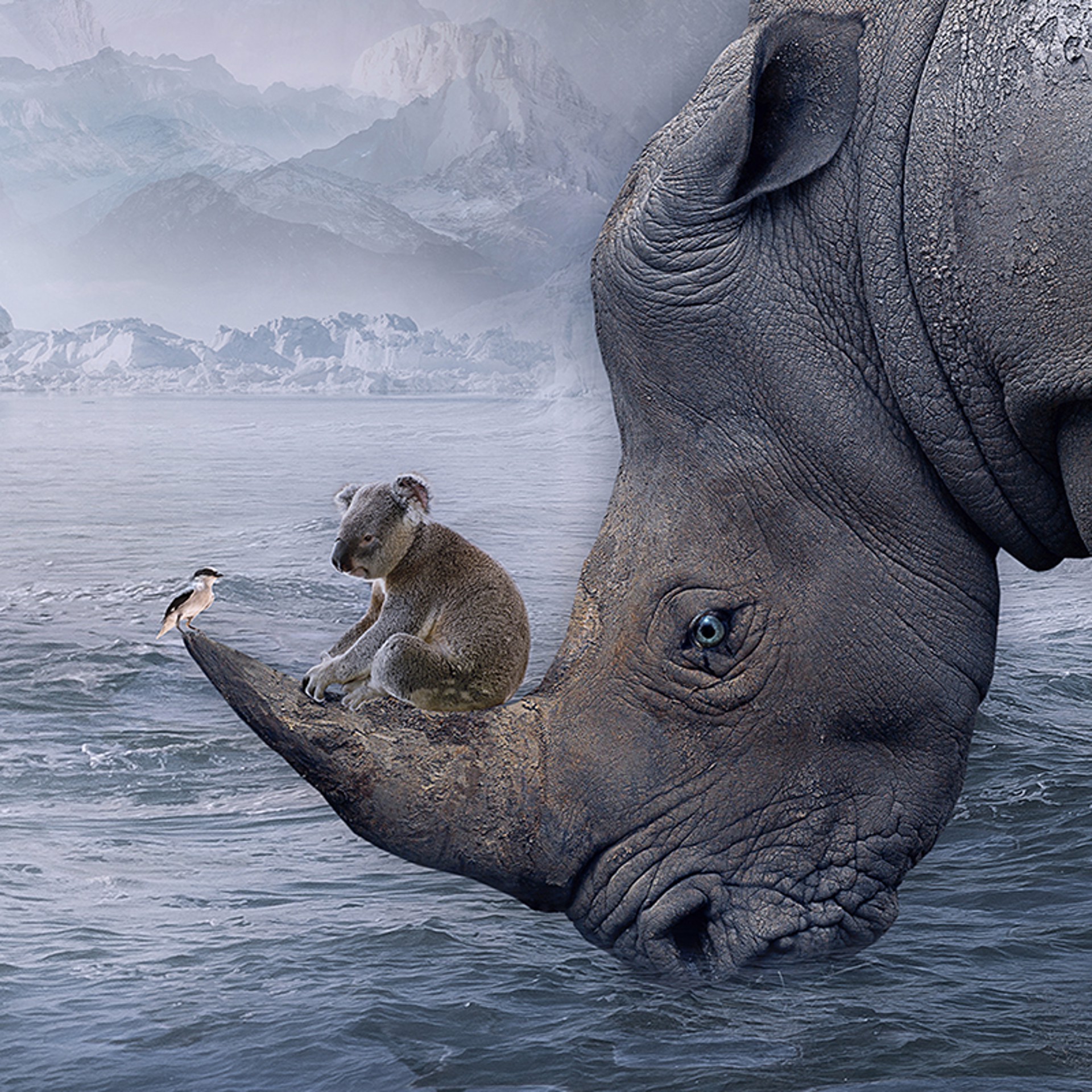 Shelter - Spirit of the Rhino by Marcin Owczarek