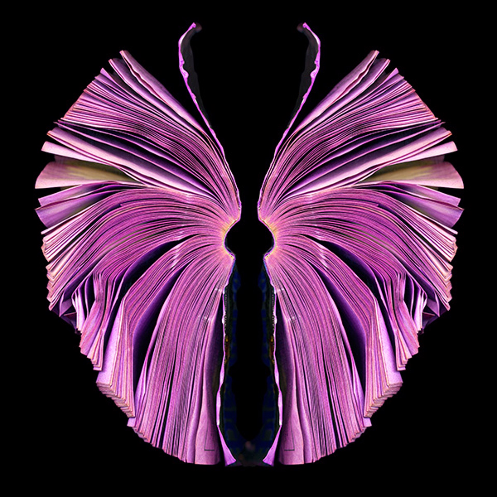 Pink Butterfly by Cara Barer