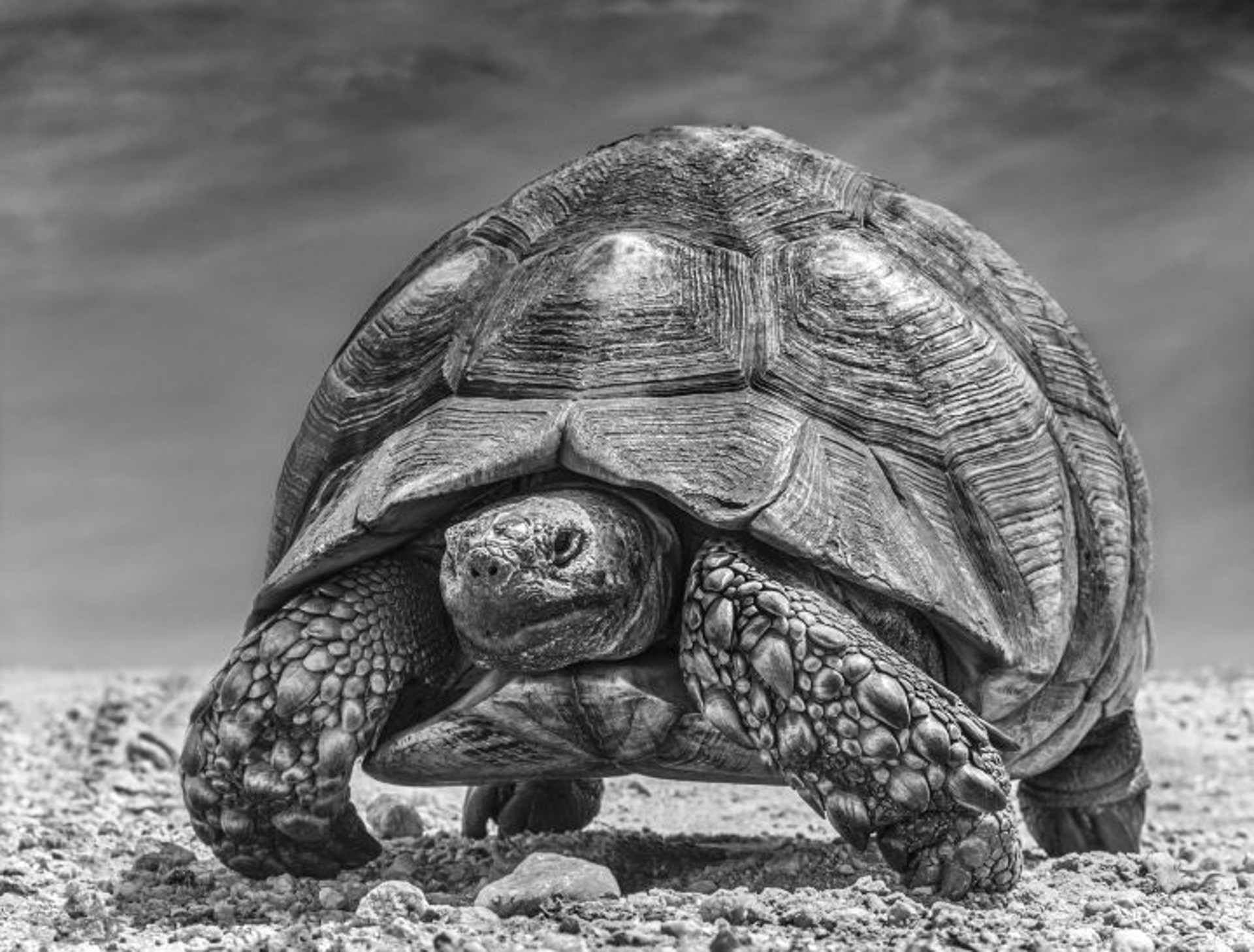 chinese-takeaway-by-david-yarrow-samuel-lynne-galleries