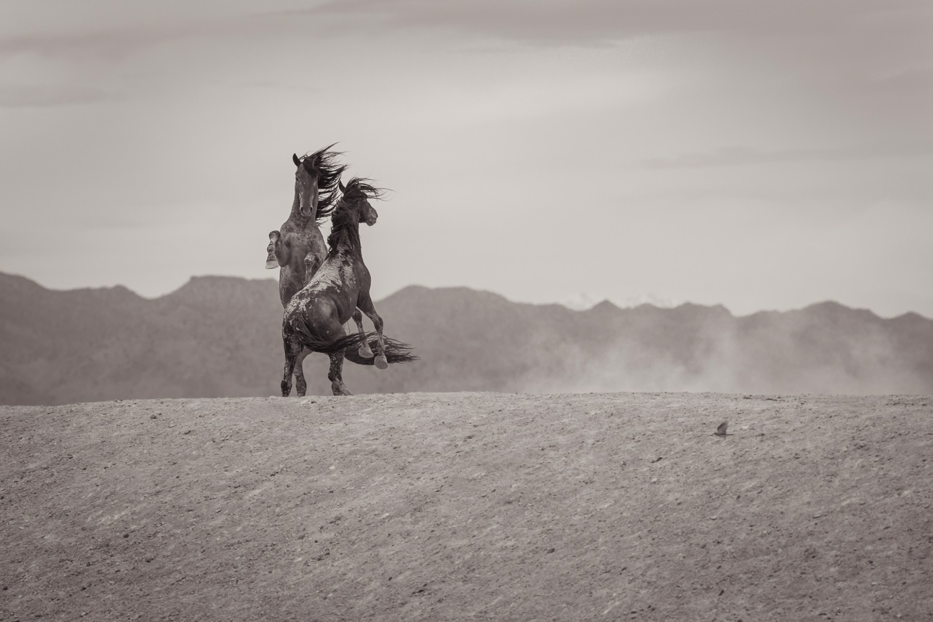A Black And White Photograph Of Two Mustangs Rearing On A Hill At Gallery Wild
