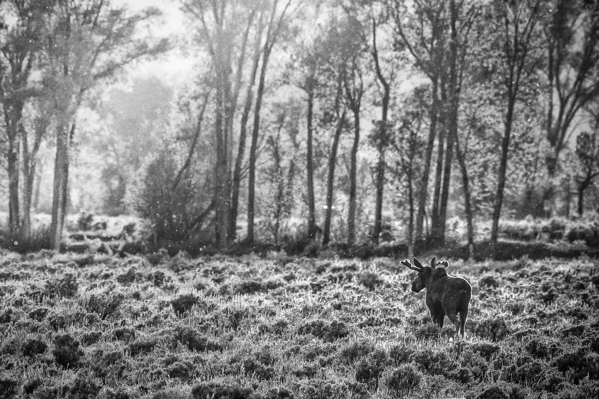 Black And White Photograph Of A Bull Moose Walking Into Forest With Etherial Lighting, By Dwight Vasel And Available At Gallery Wild
