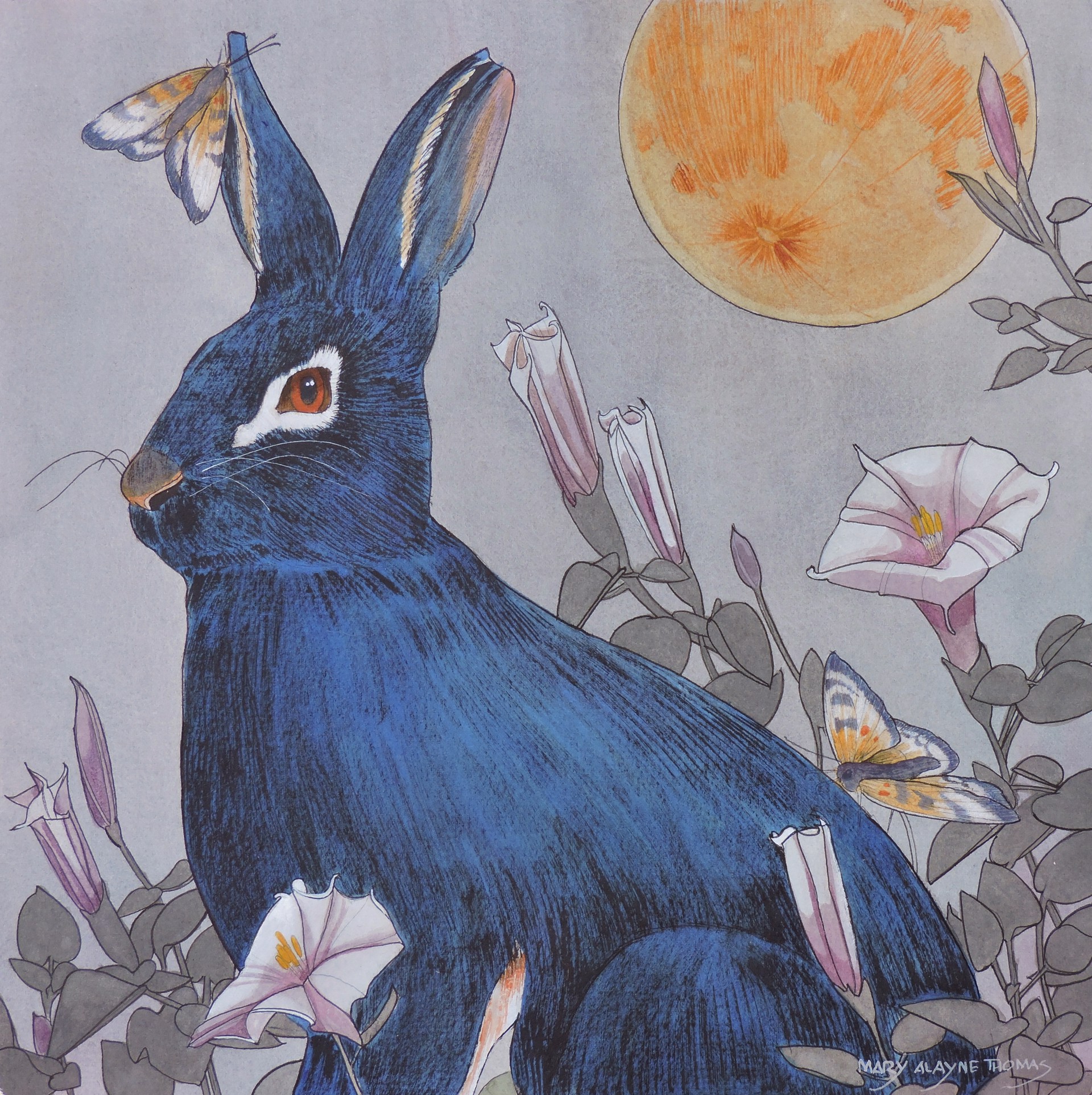 Dreams of the Wild Rabbit by Mary Alayne Thomas