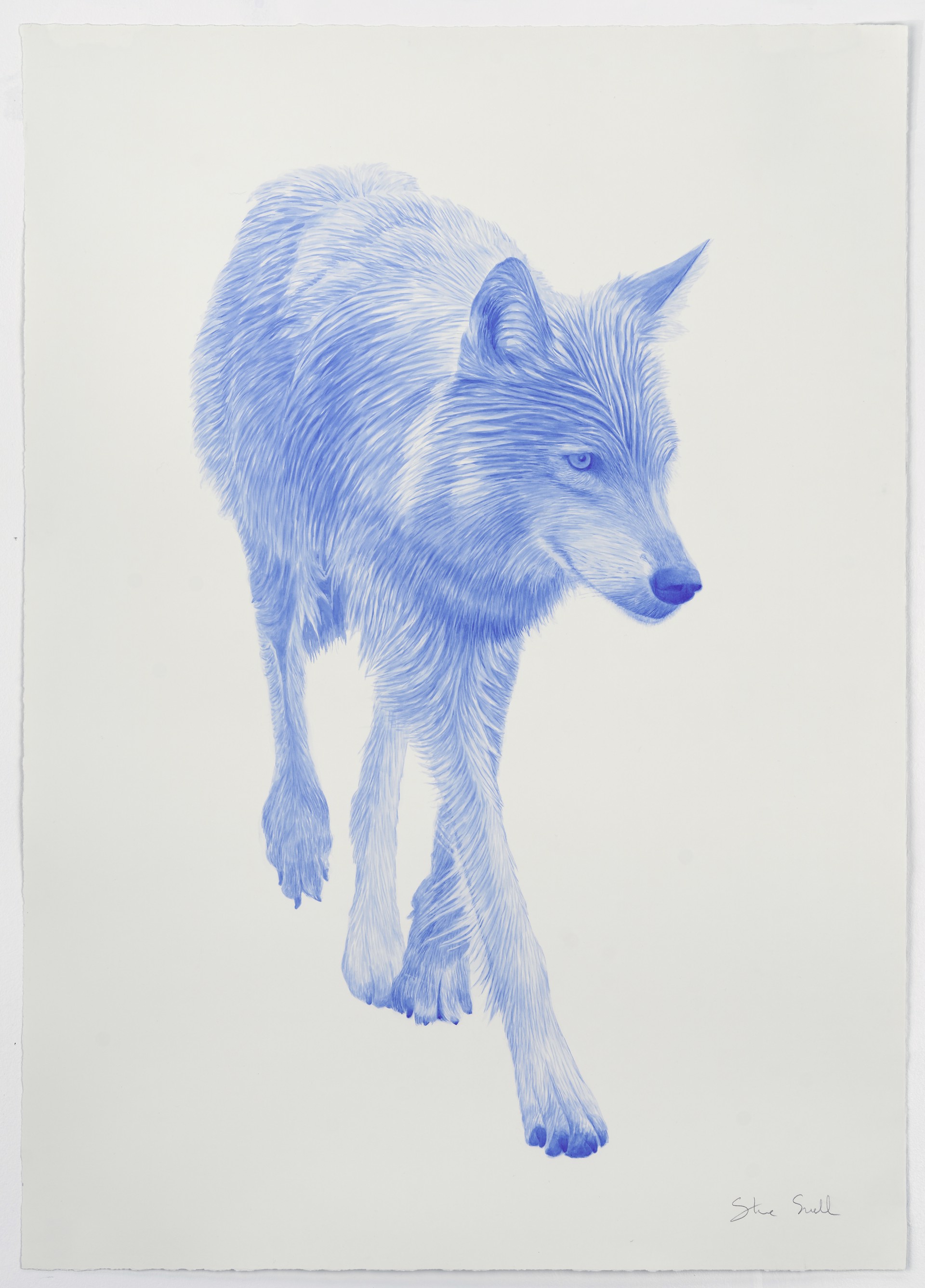 Neon Wolf (Blue) by Steve Snell
