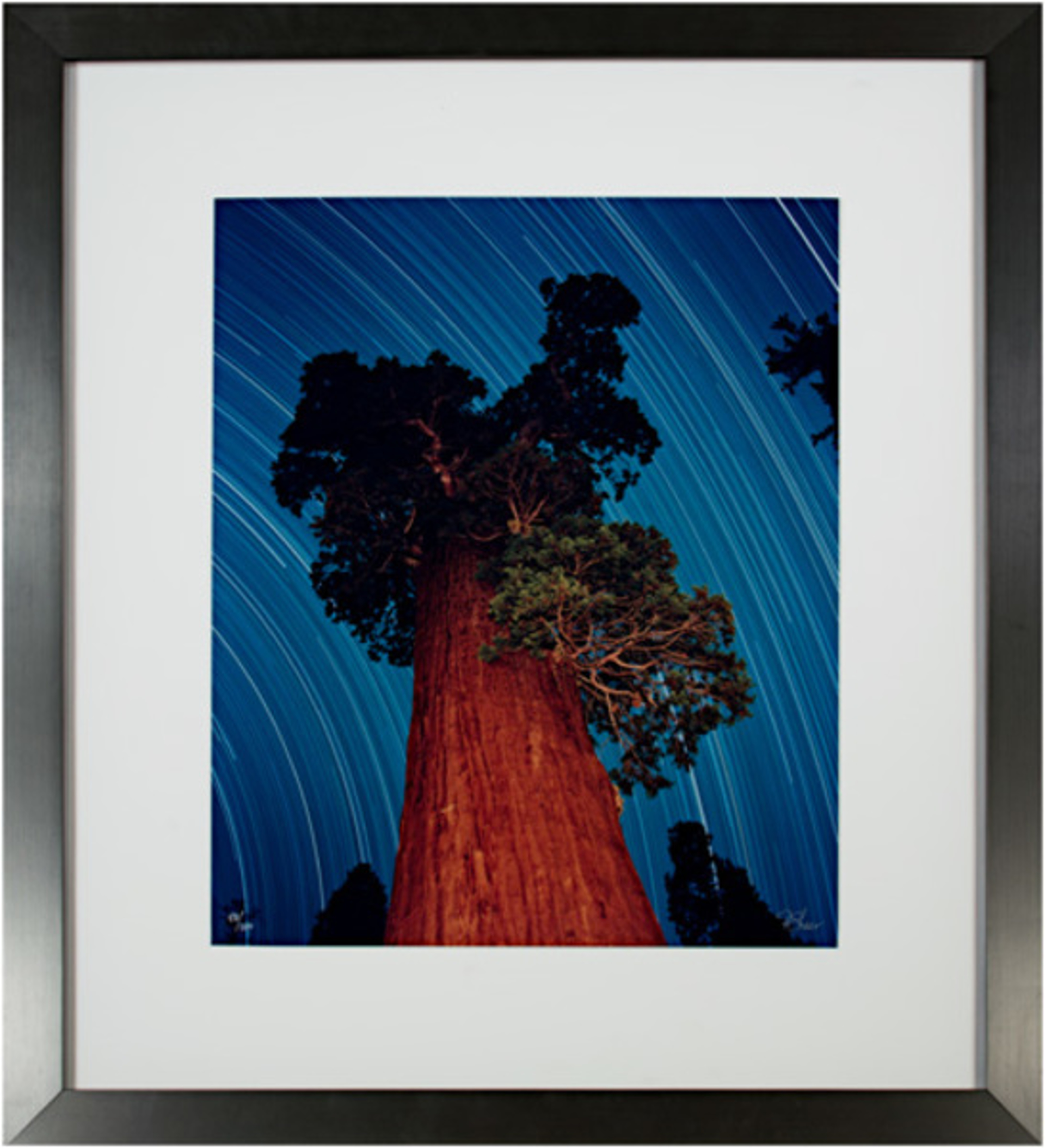 Giant Sequoia Star Trail by Robert Kawika Sheer