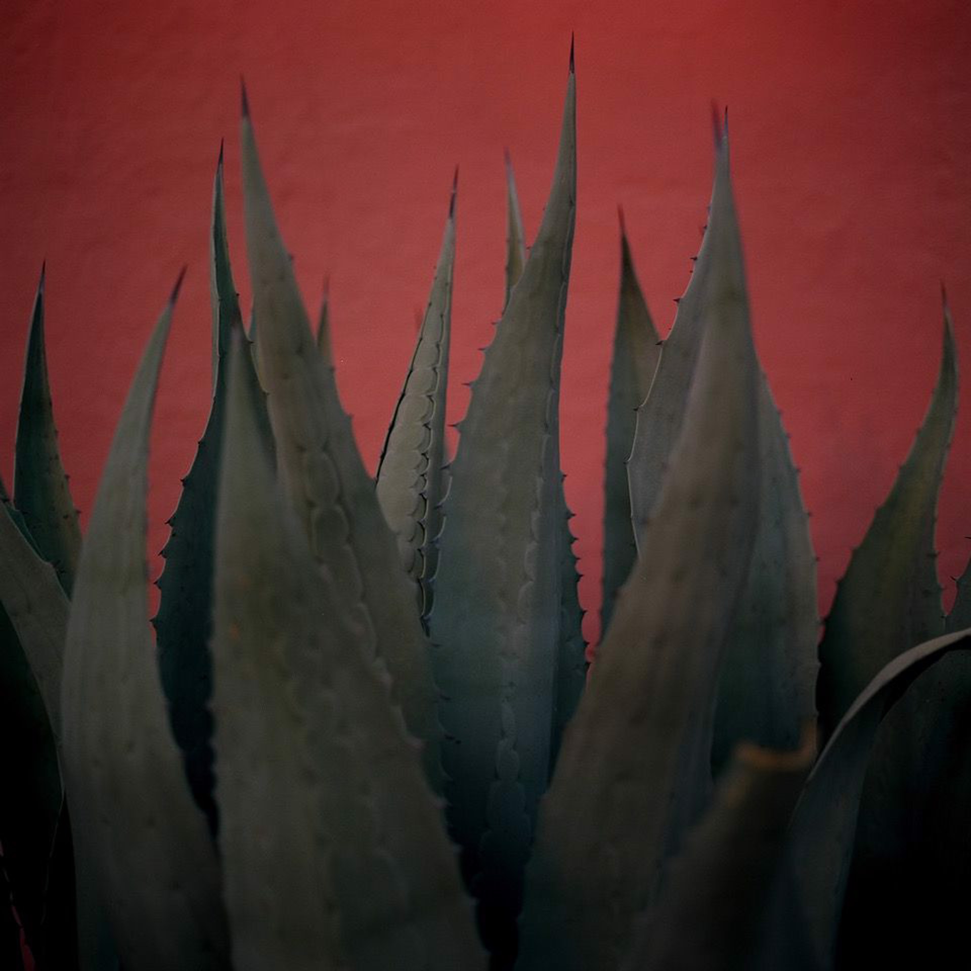 Cactus with Red by Allison V. Smith