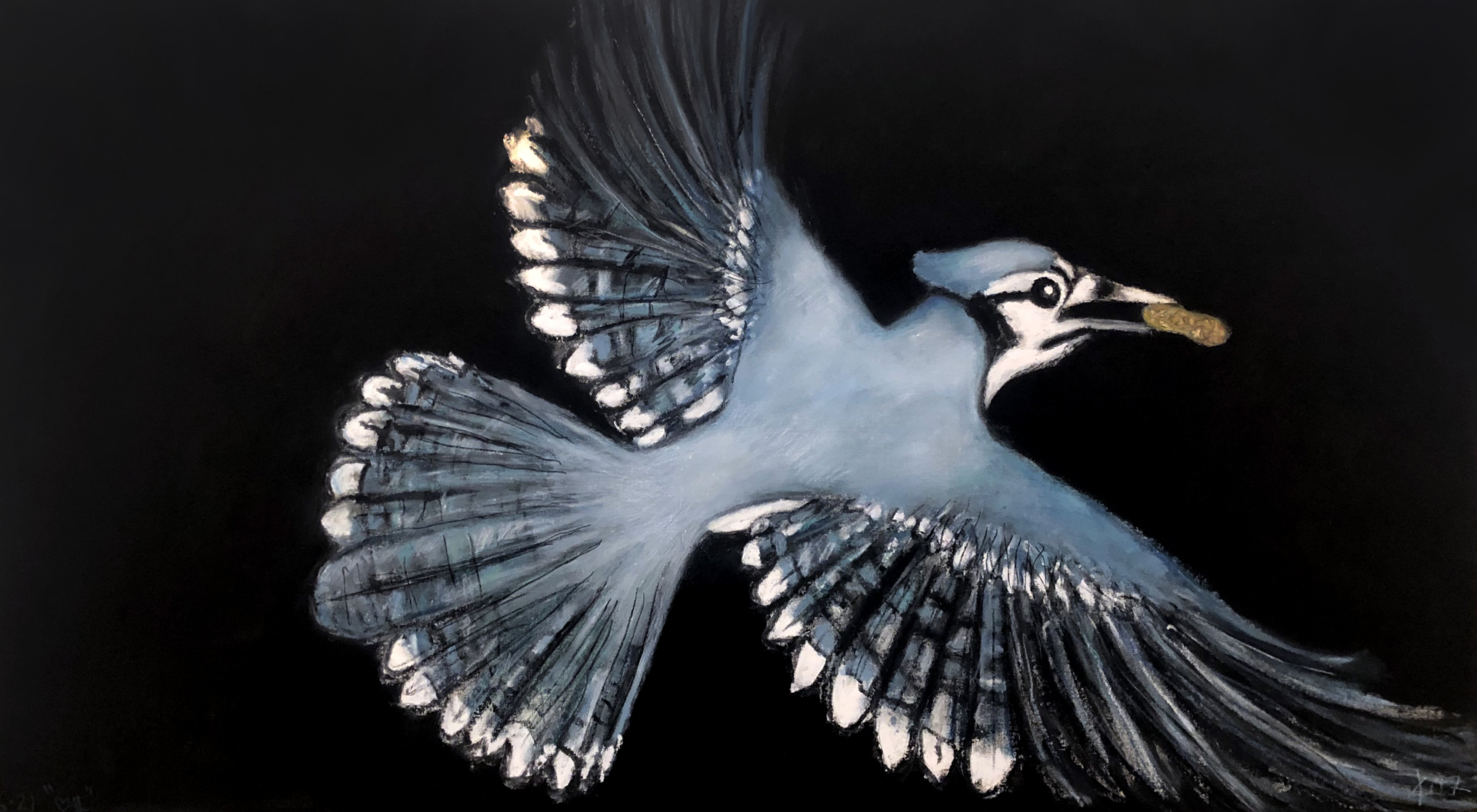 Blue Jay with Peanut by Frank X. Tolbert 2