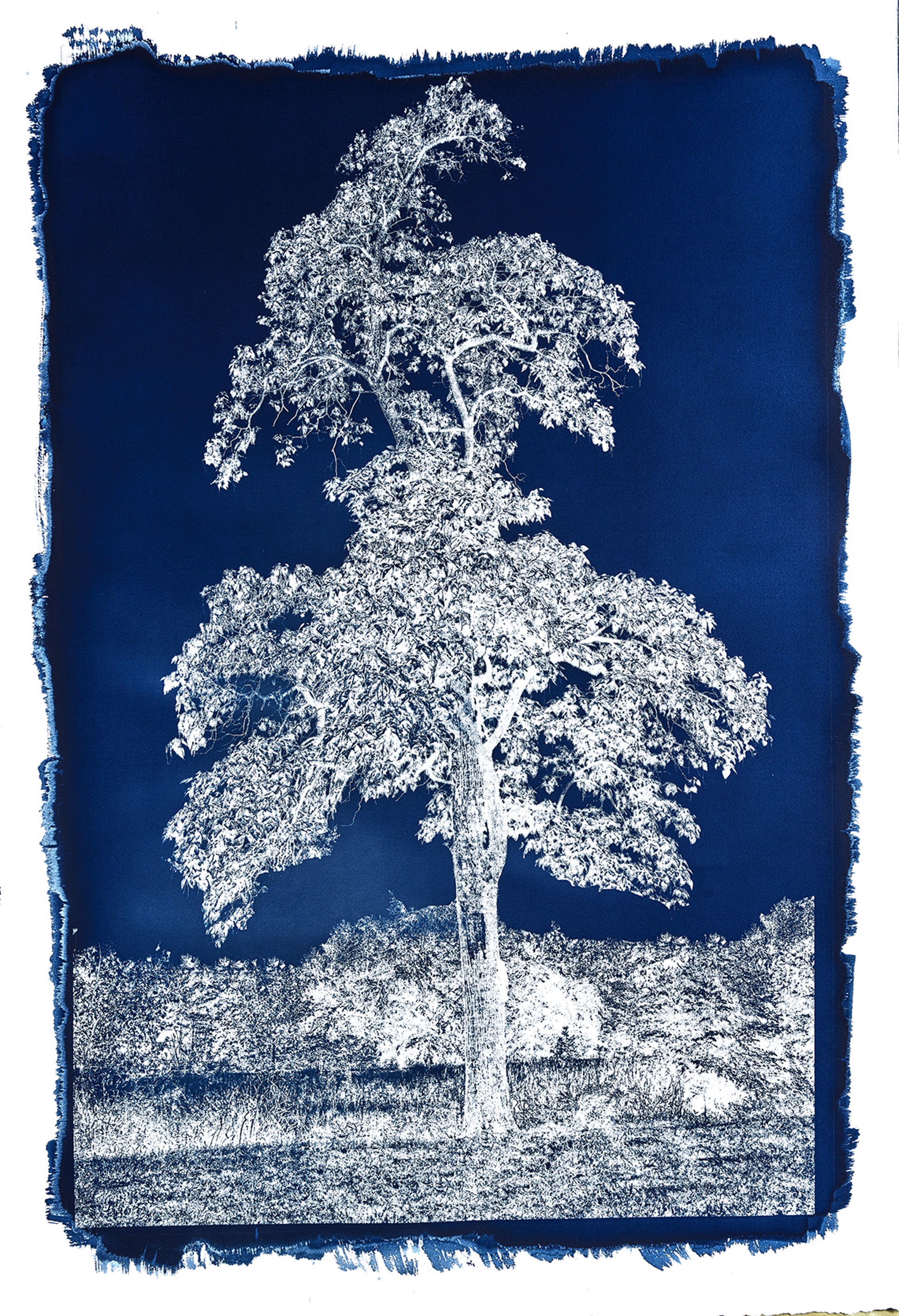 Cyanotype #28 by Michael Eastman