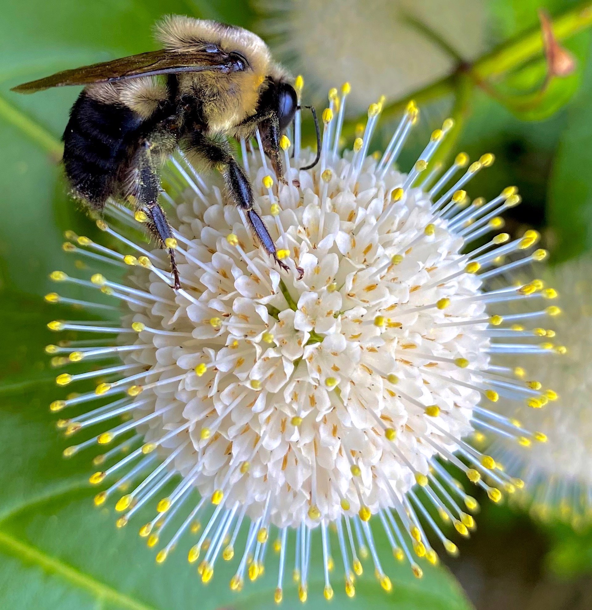 Button Bush Bee by Amy Kaslow