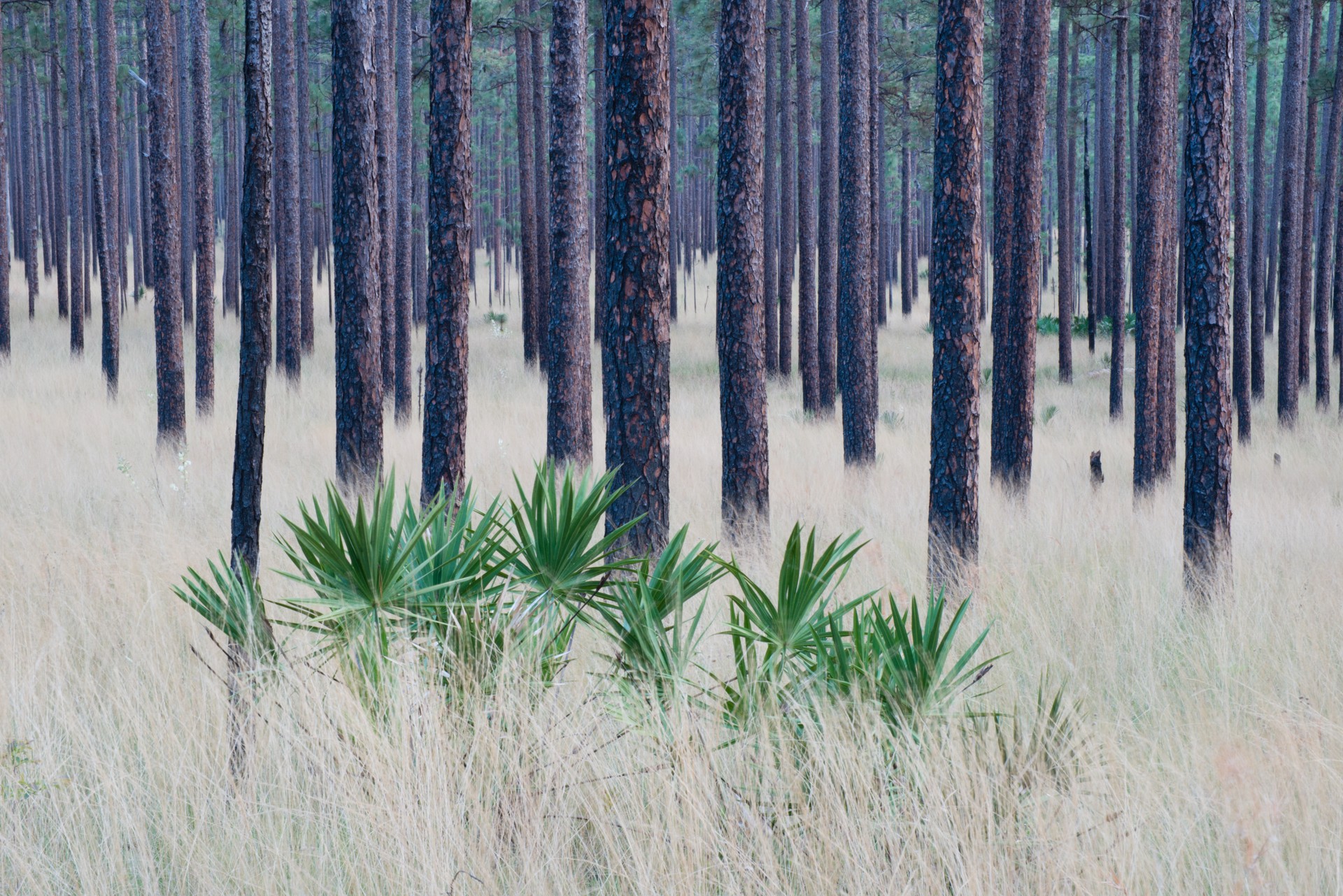 Longleaf Pines by Carlton Ward Jr