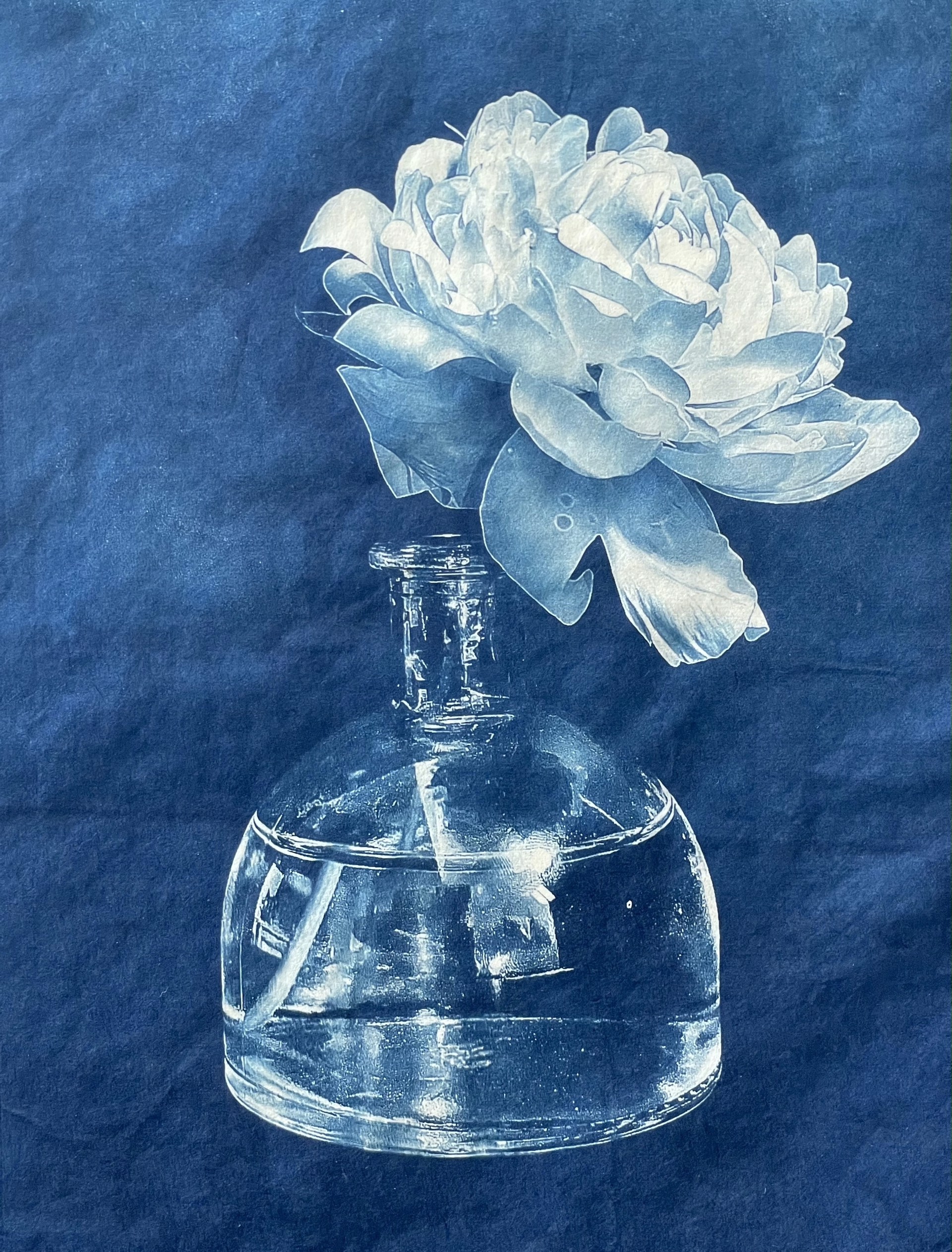 Lush Blue Peony by Claudia Hollister