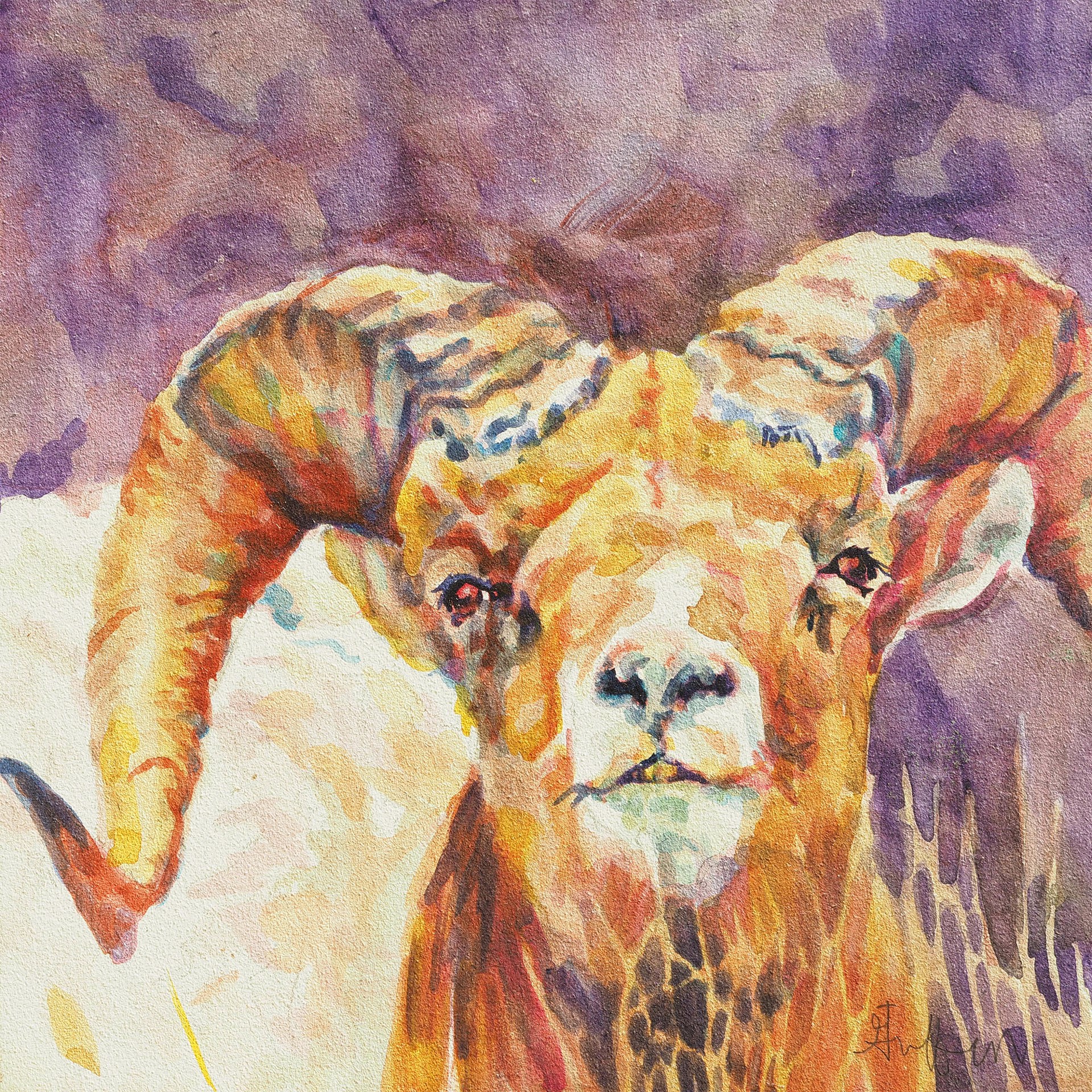 Original Watercolor Painting Featuring A Big Horn Sheep Over Purple Background