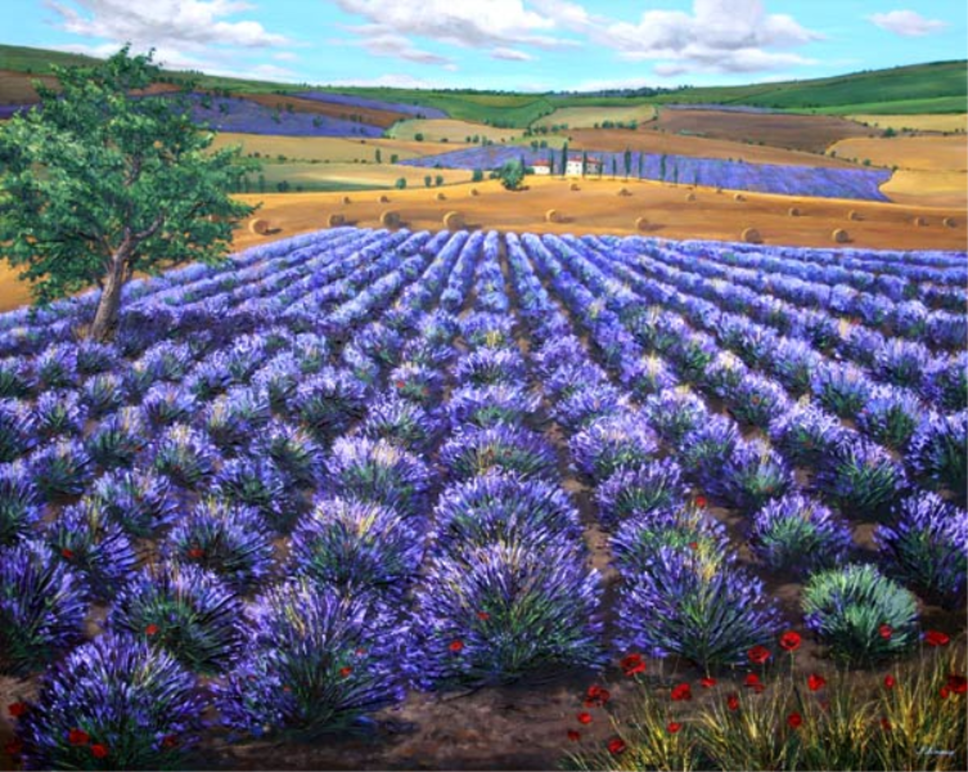 Dreaming of Lavender (S/N) by Jennifer Vranes