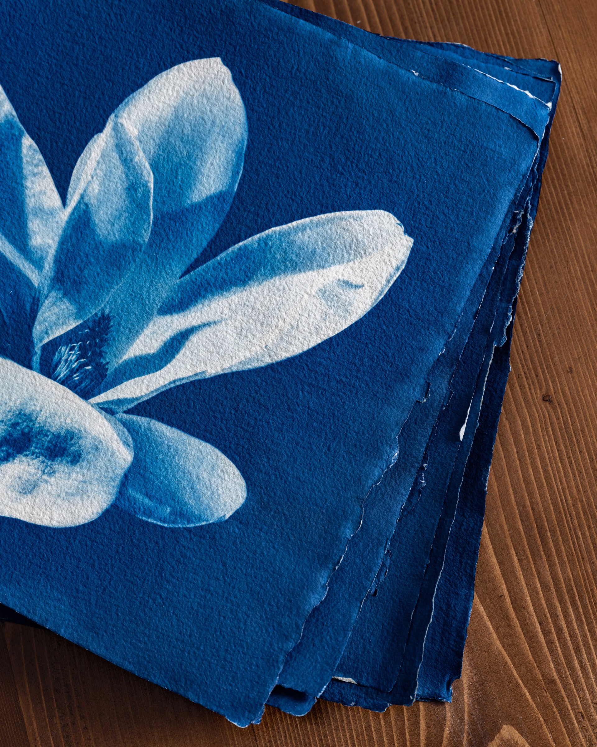 Blue Magnolia by Oliver Bernardi - FLORA | META