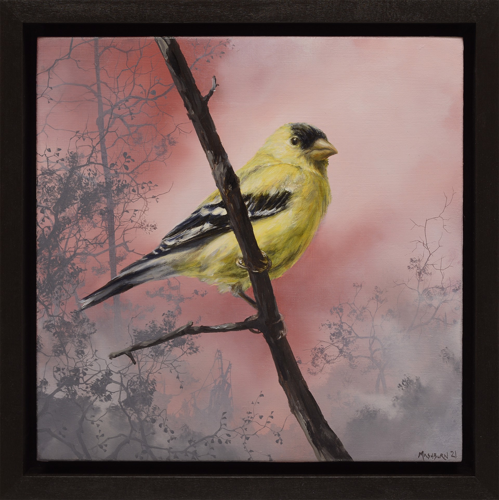 American Goldfinch by Brian Mashburn