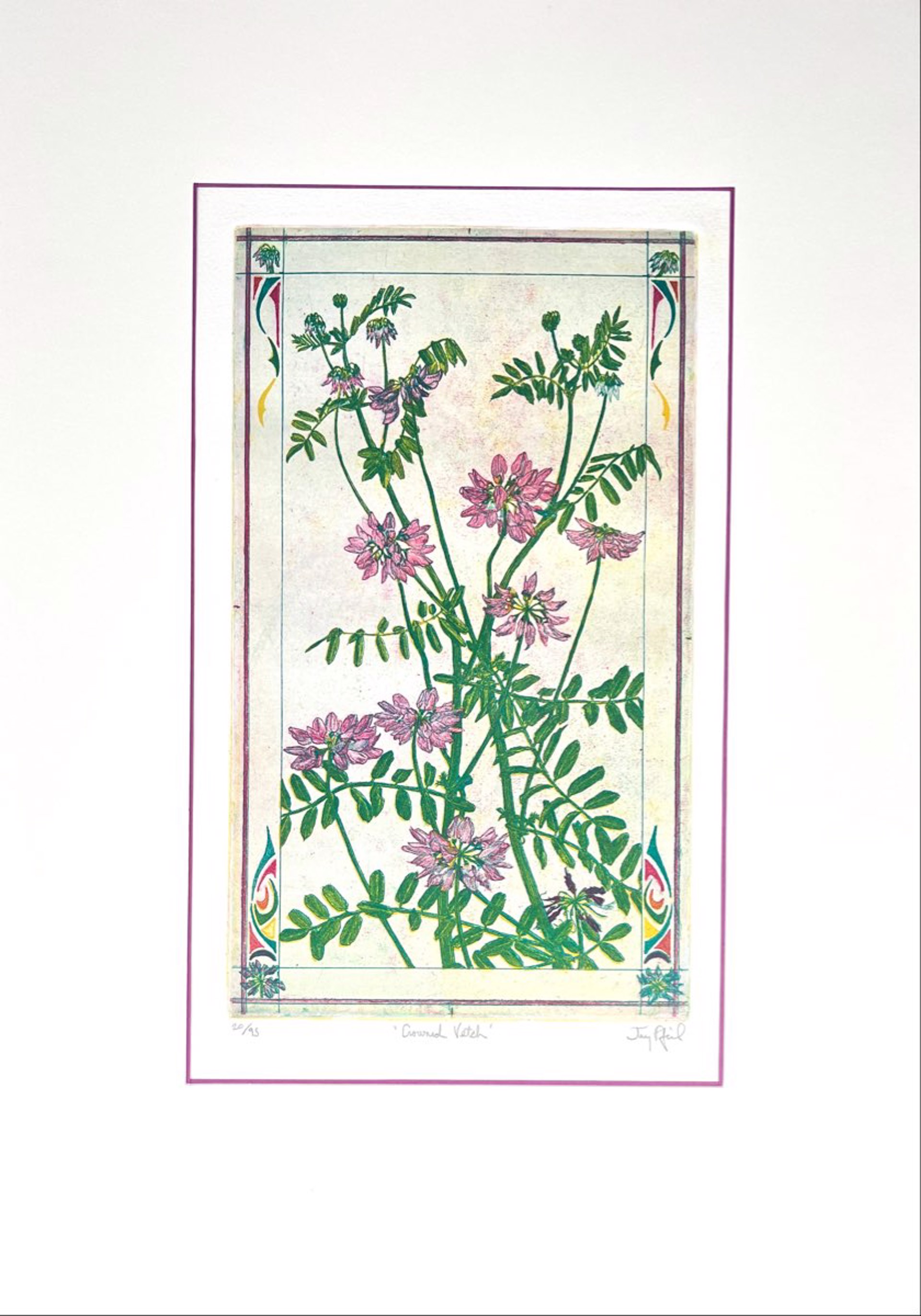 Crowned Vetch (20/95) by Jay Pfeil