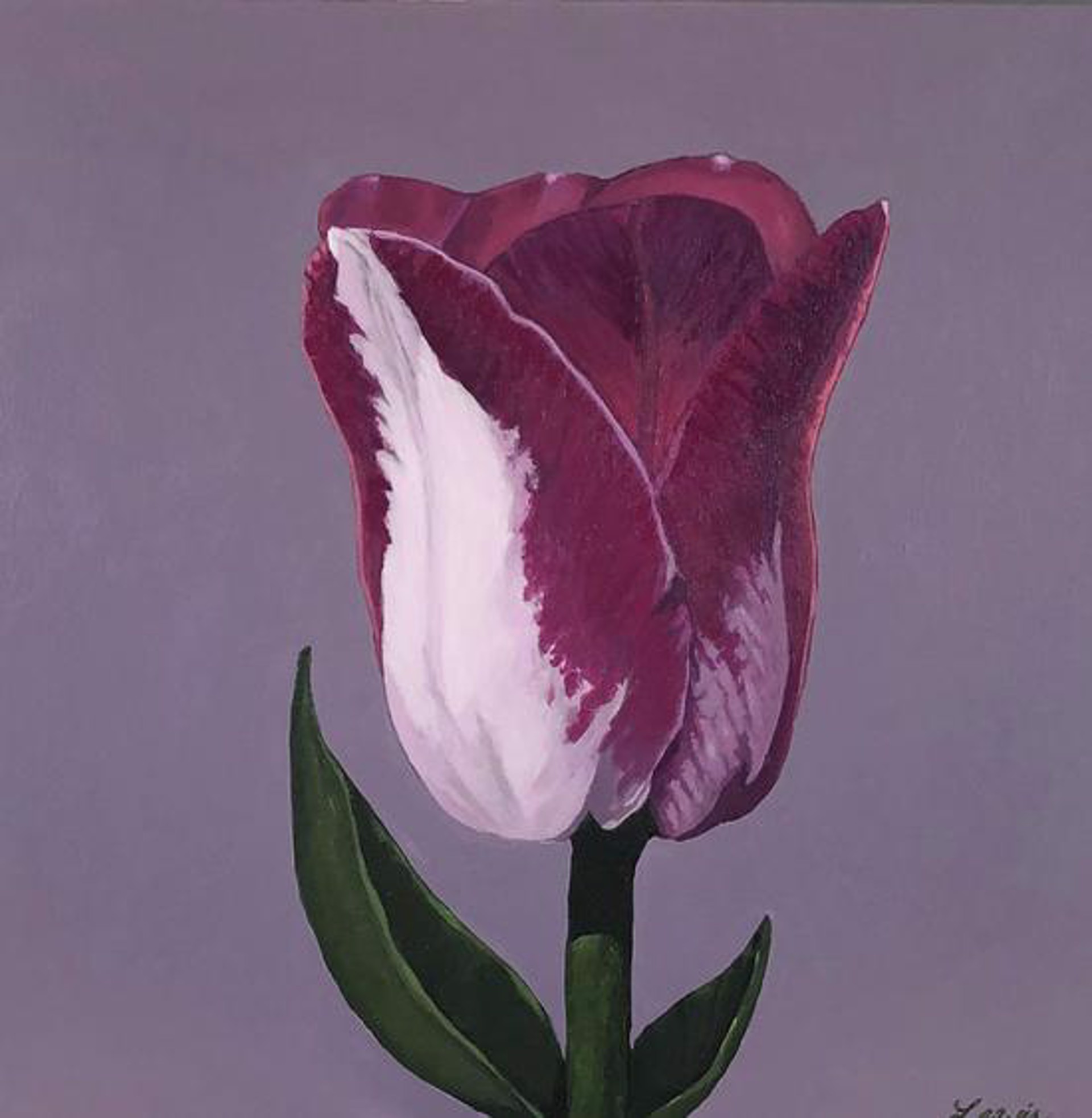 Tulip by Gordon Lewis