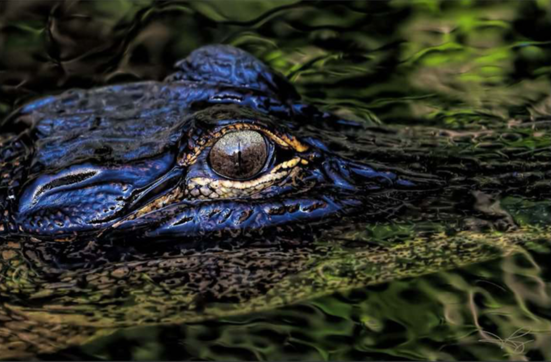 Eye of the Gator by Mike Ramy