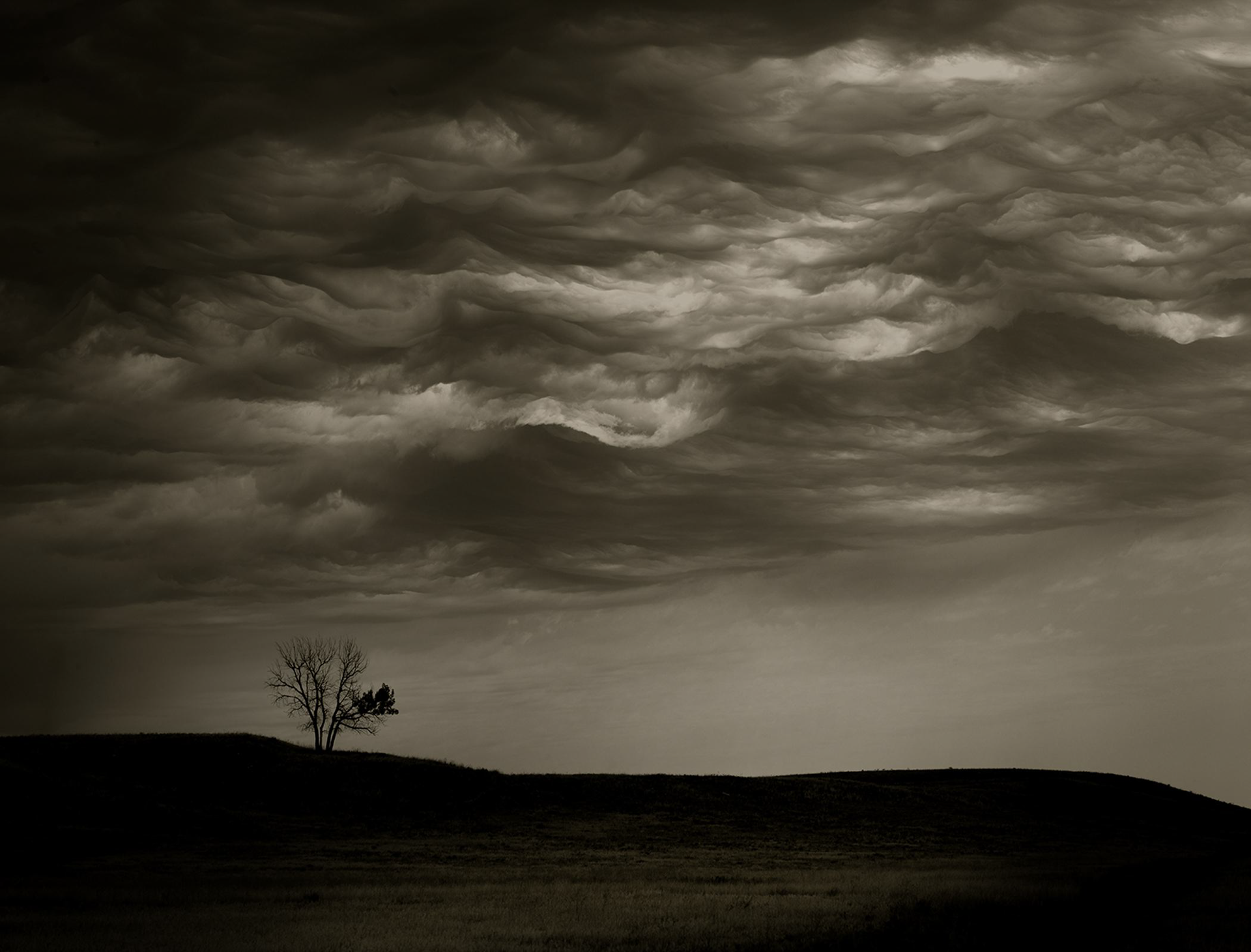 Cloud Tree   1/20 by Jack Spencer