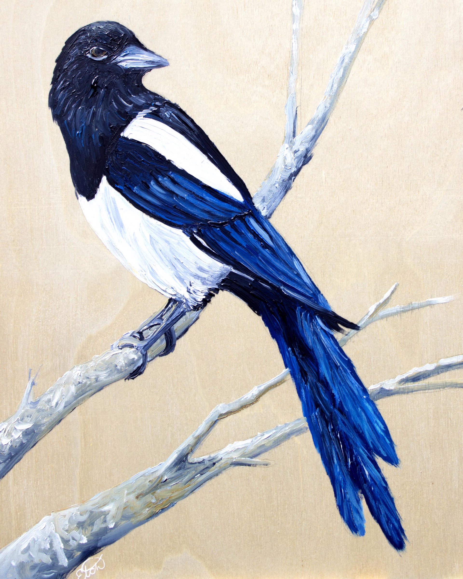 Backyard Birds: Magpie by Elizabeth Mordensky