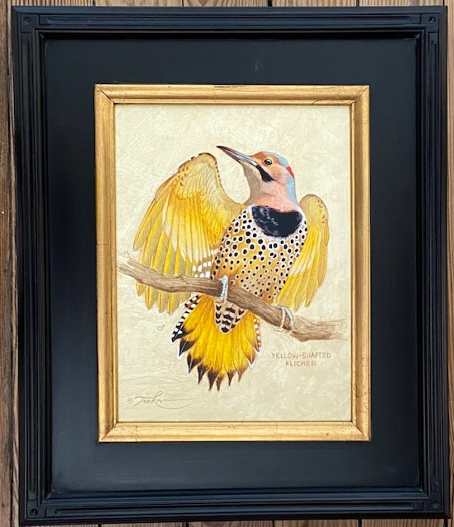 Yellow-Shafted Flicker #1 by Ezra Tucker