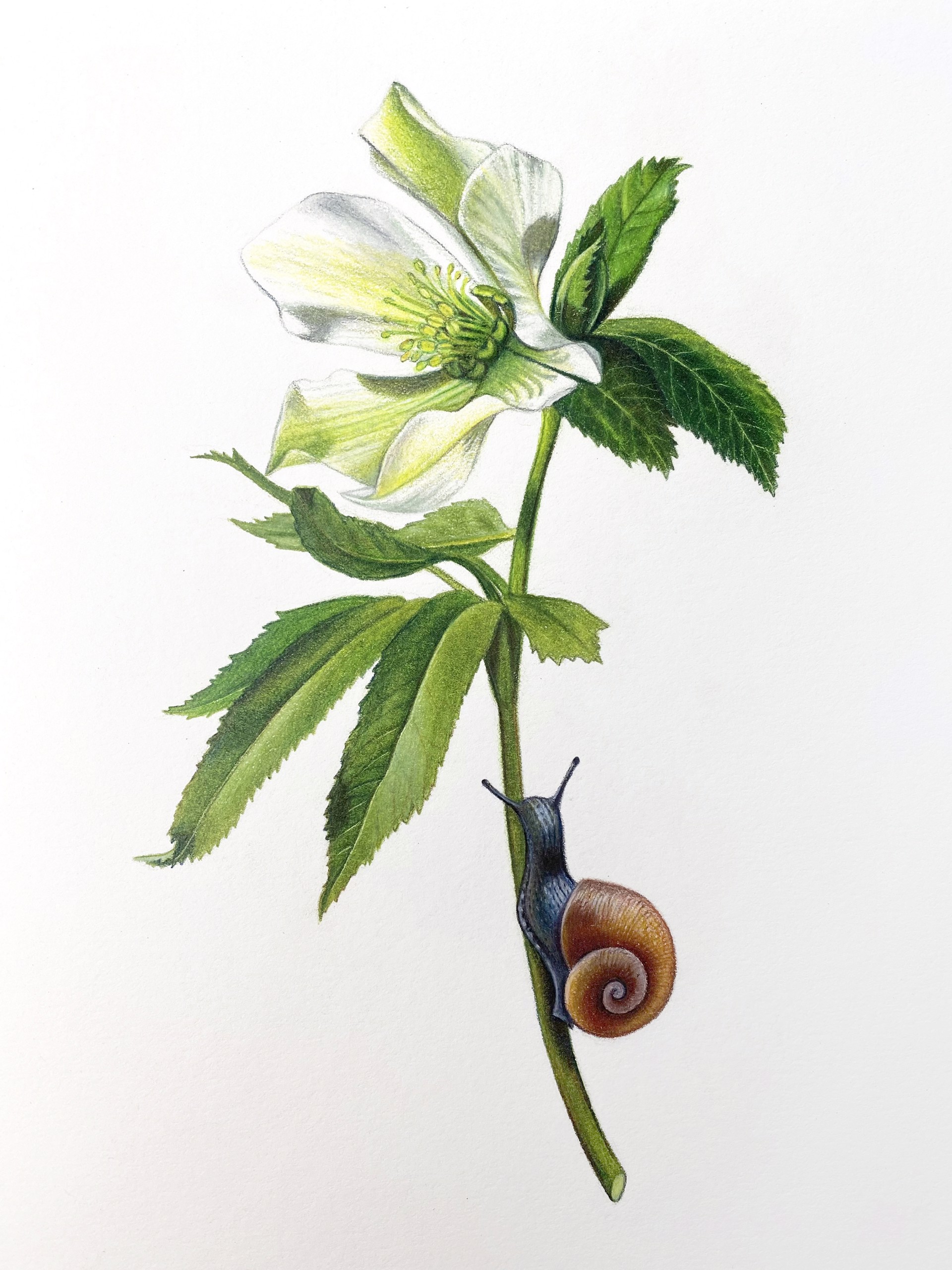 White Lenten with Snail by Hannah Hanlon
