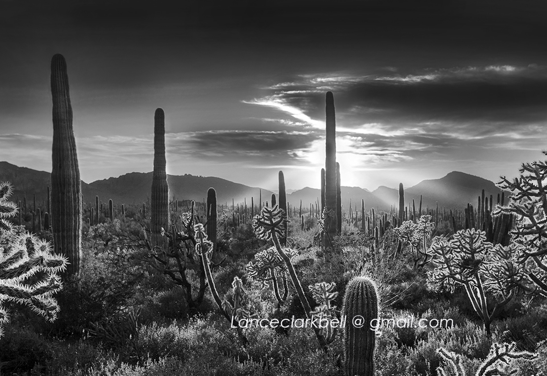 cholla sunset by Lance Bell