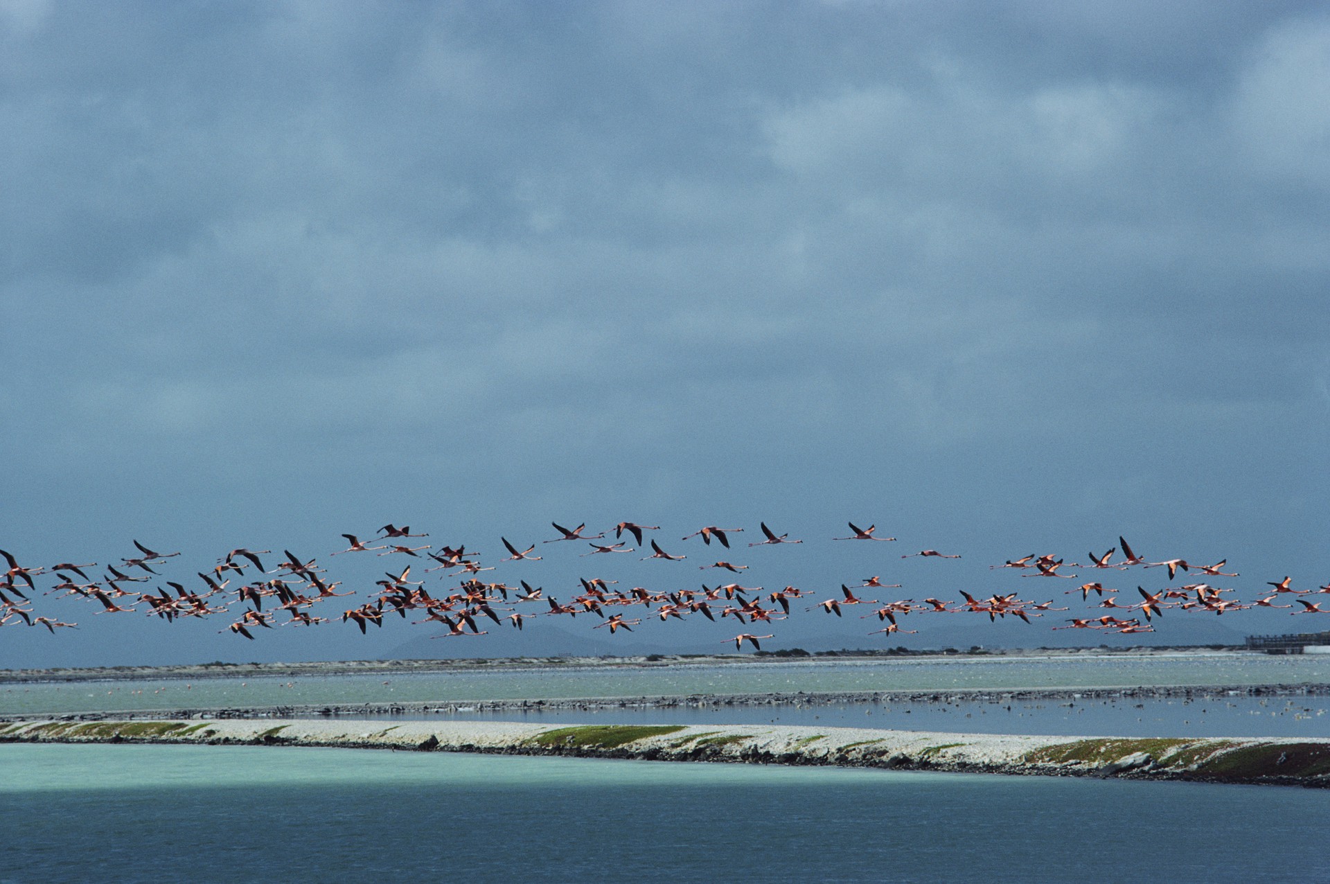 Flamingos In Flight by Slim Aarons