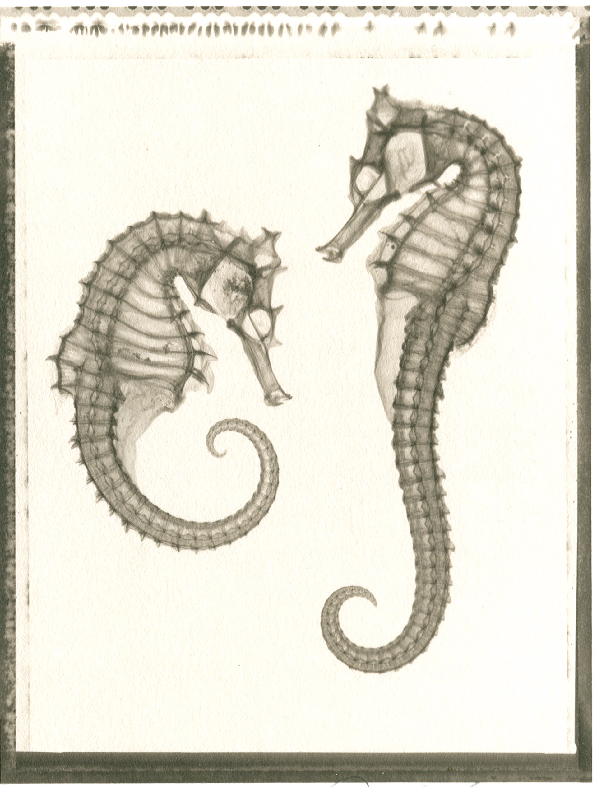 Two Sea Horses by Don Dudenbostel