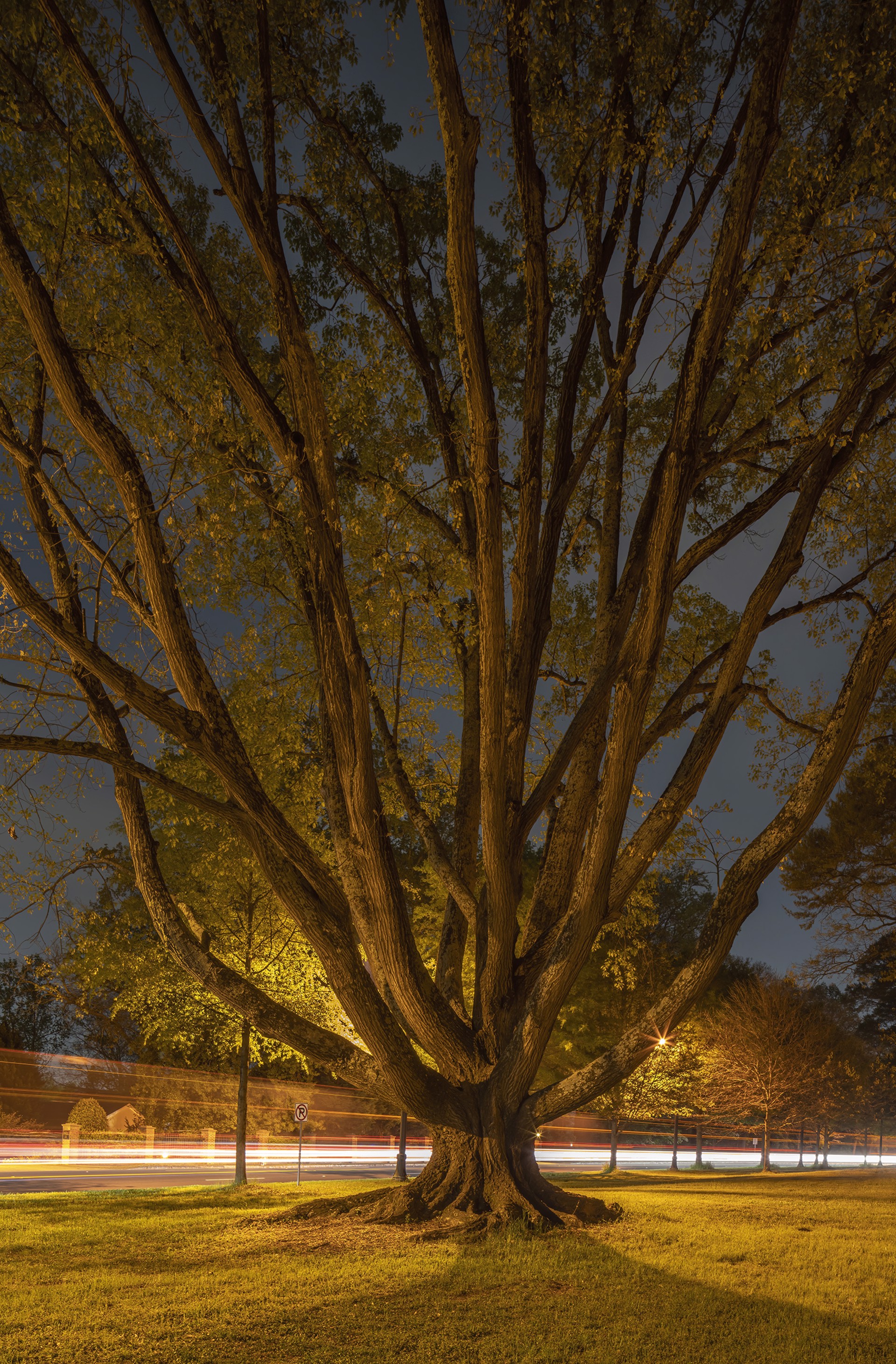 Northern Red Oak #1, Atlanta, GA by Peter Essick