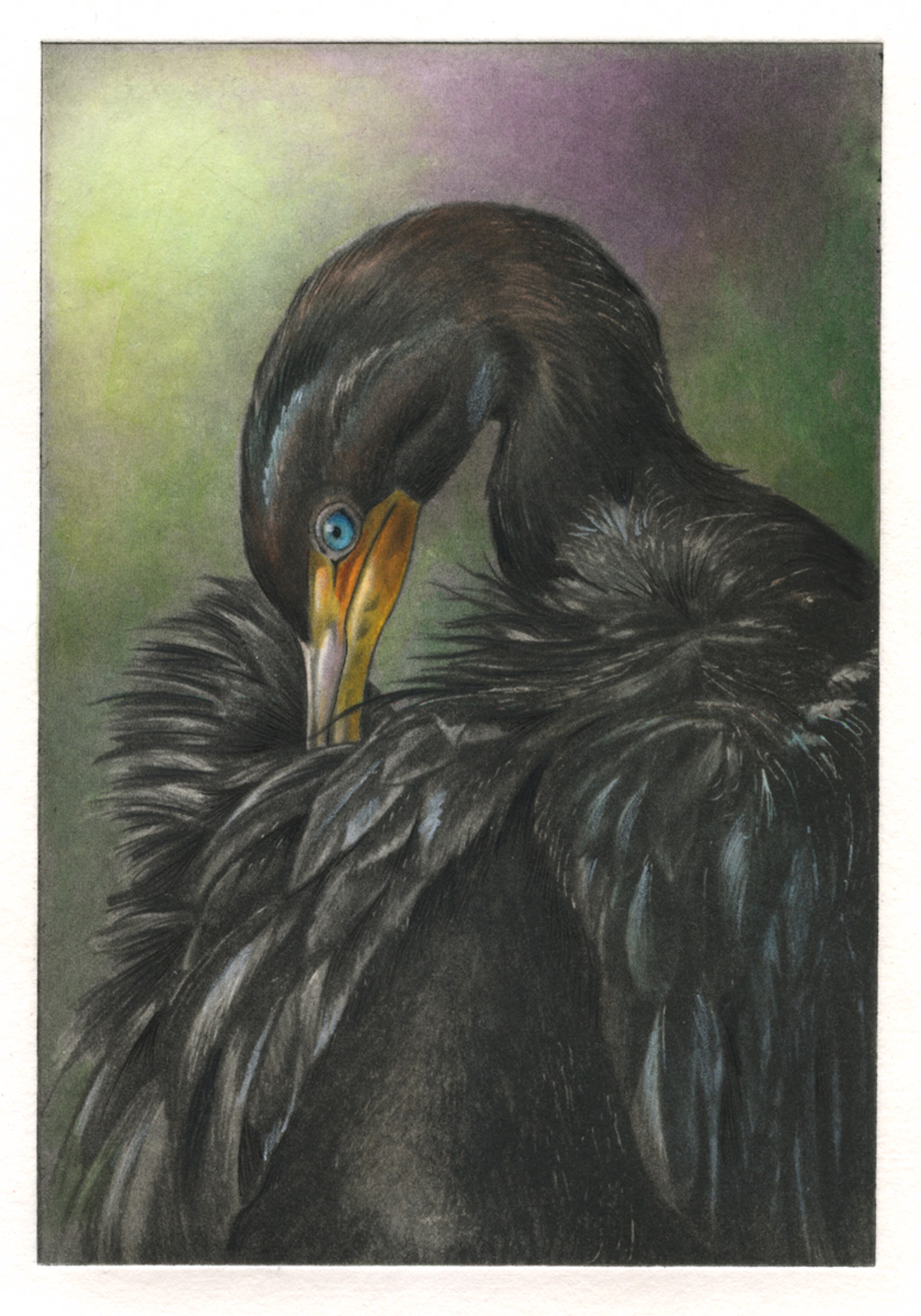 Cormorant Preening by Mindy Lighthipe