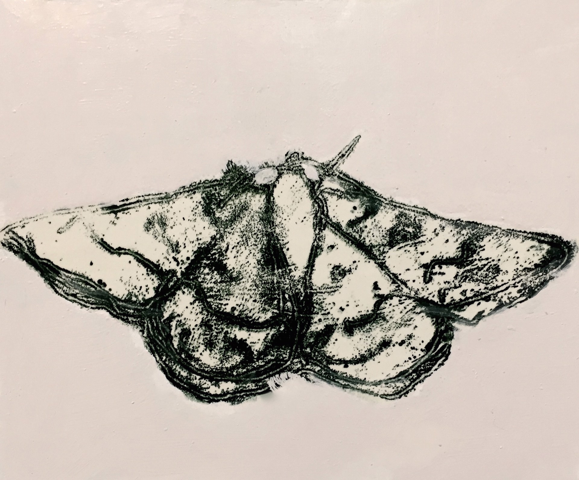 Moth 3 by David Konigsberg
